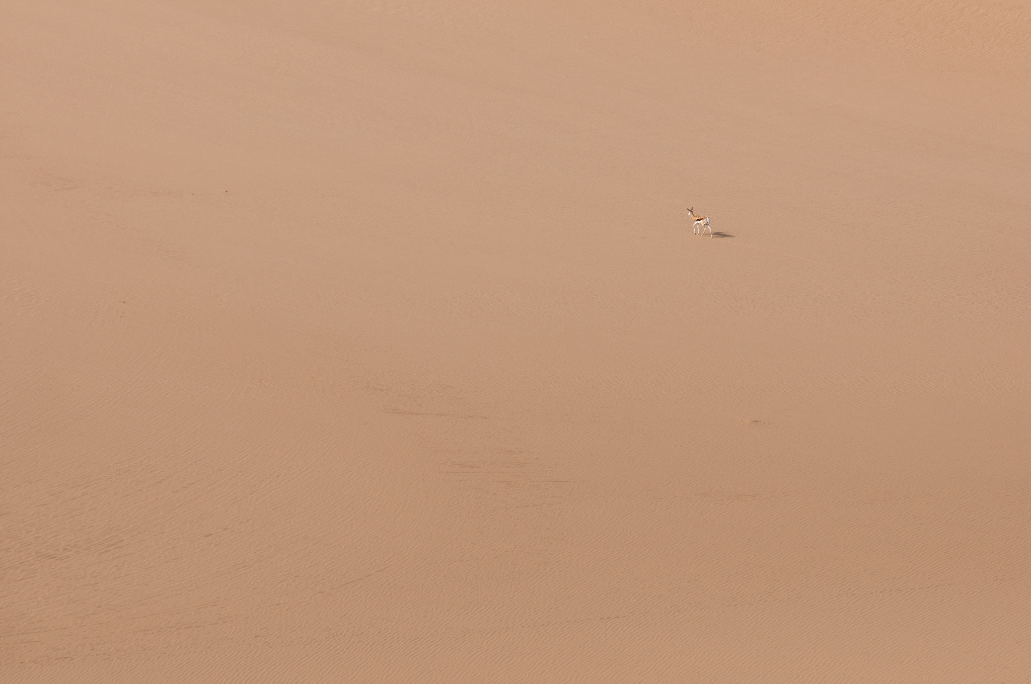Nikon D90 sample photo. Springbok in the dunes of the skeleton coast photography