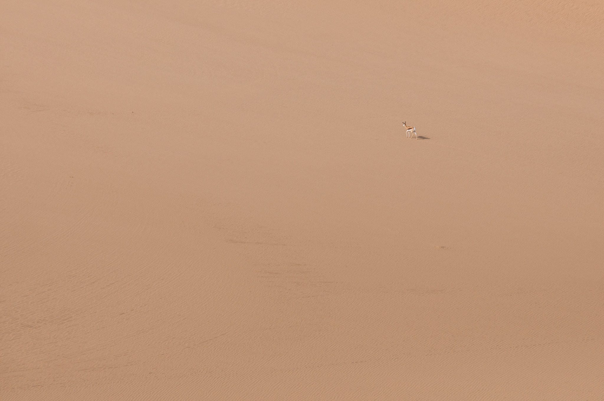 Sigma 70-200mm F2.8 EX DG OS HSM sample photo. Springbok in the dunes of the skeleton coast photography
