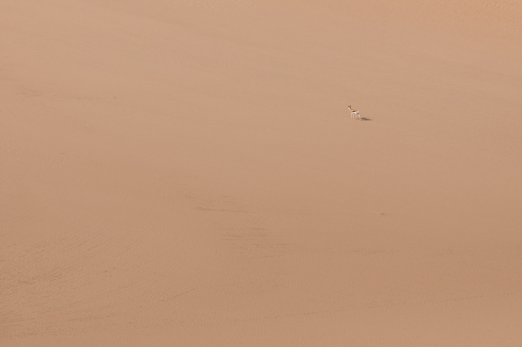 Nikon D90 + Sigma 70-200mm F2.8 EX DG OS HSM sample photo. Springbok in the dunes of the skeleton coast photography