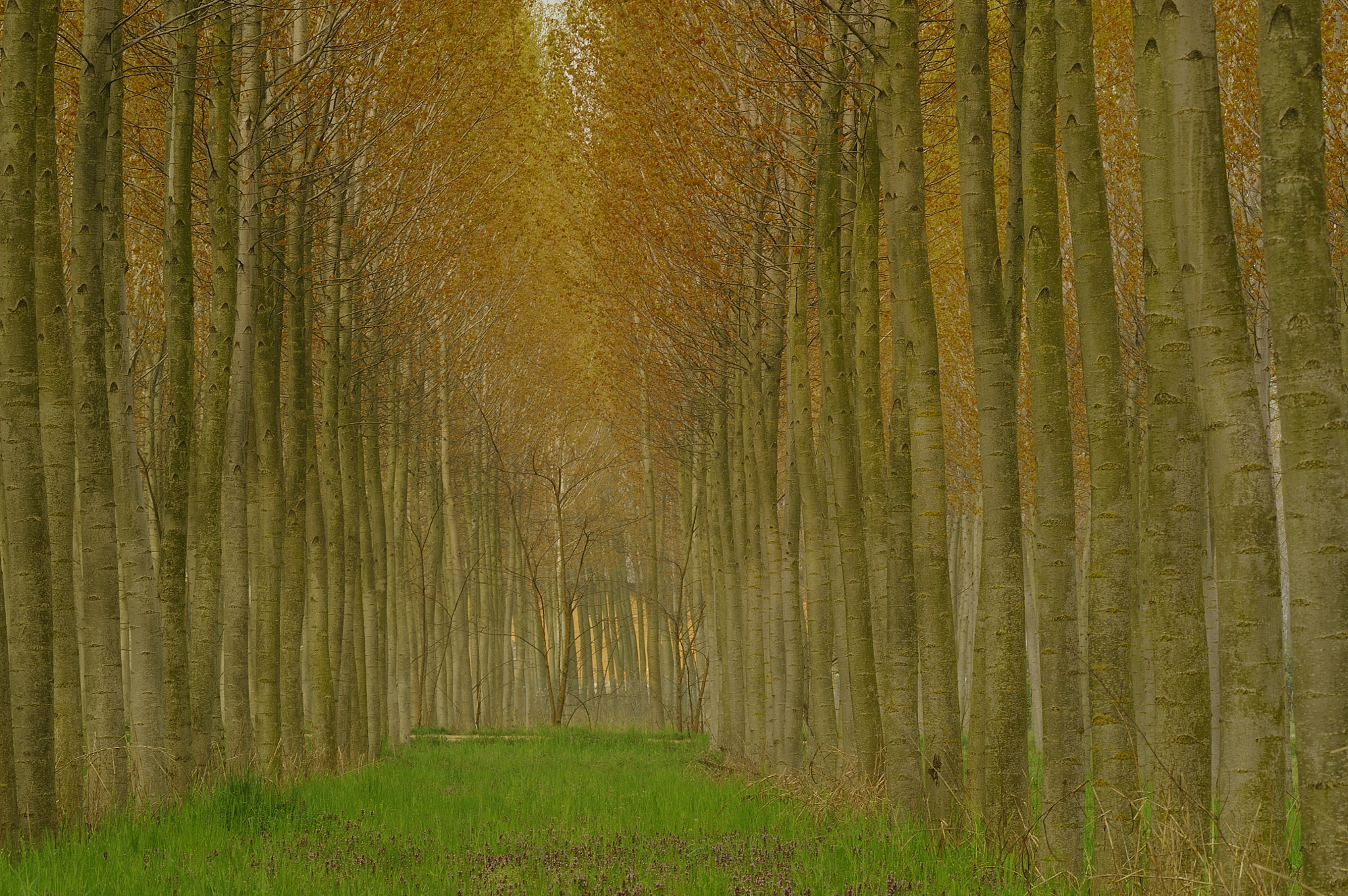 Nikon D700 sample photo. Magical grove. photography