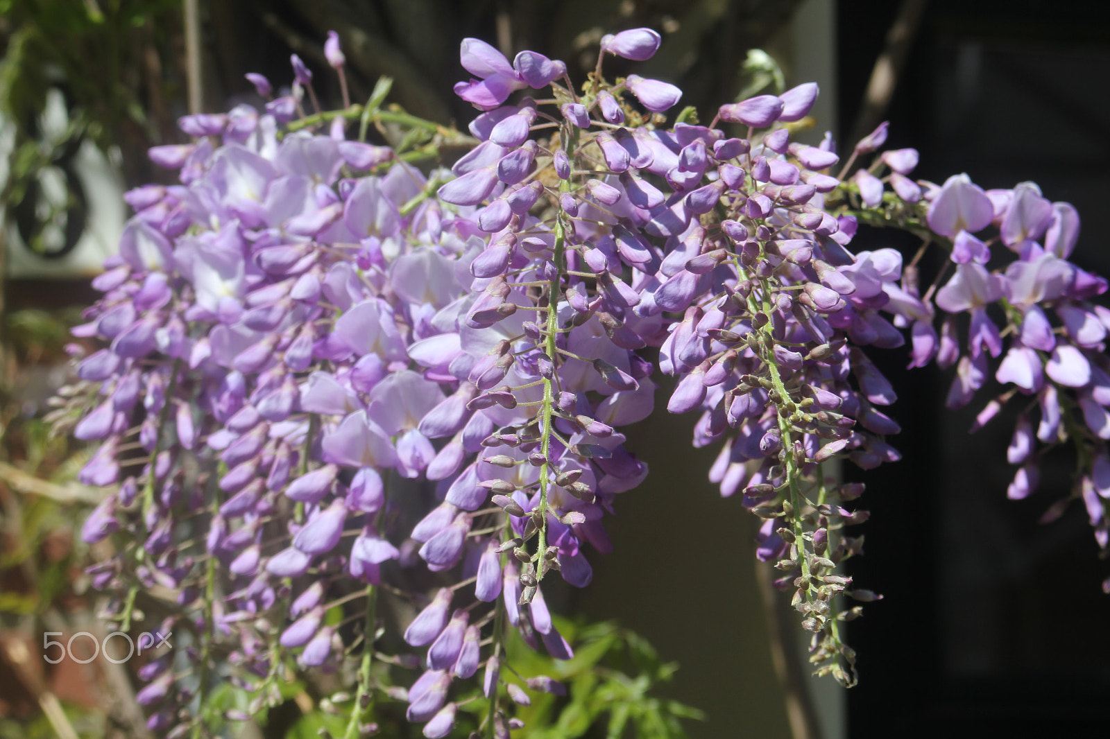 Tamron AF 28-200mm F3.8-5.6 XR Di Aspherical (IF) Macro sample photo. Img photography