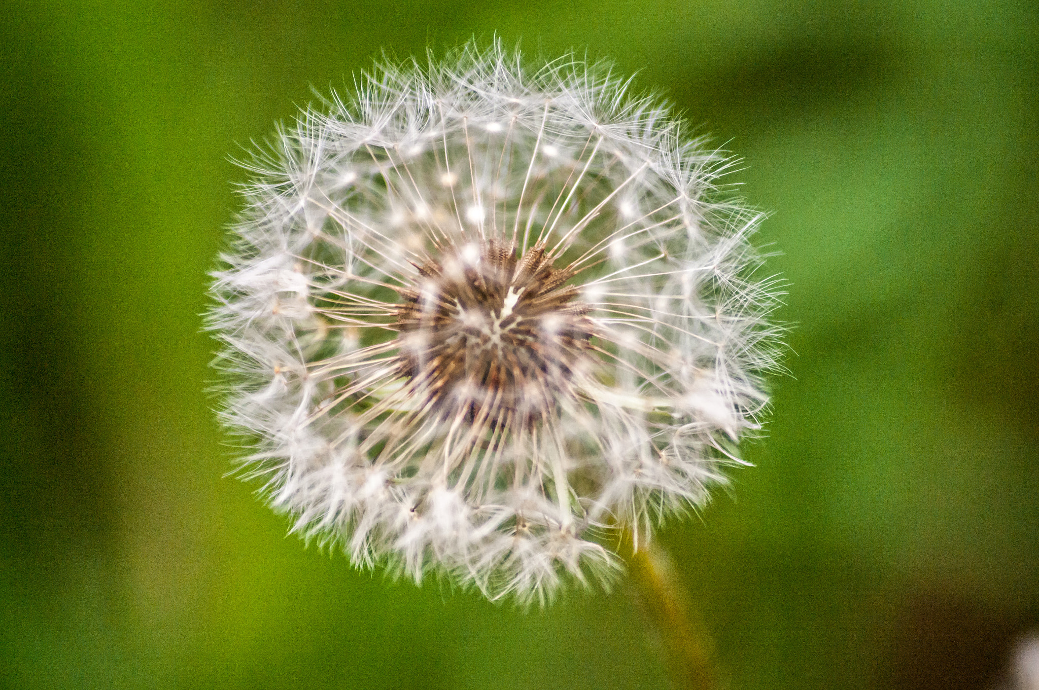 Pentax K-7 + Sigma sample photo. Dandelion photography