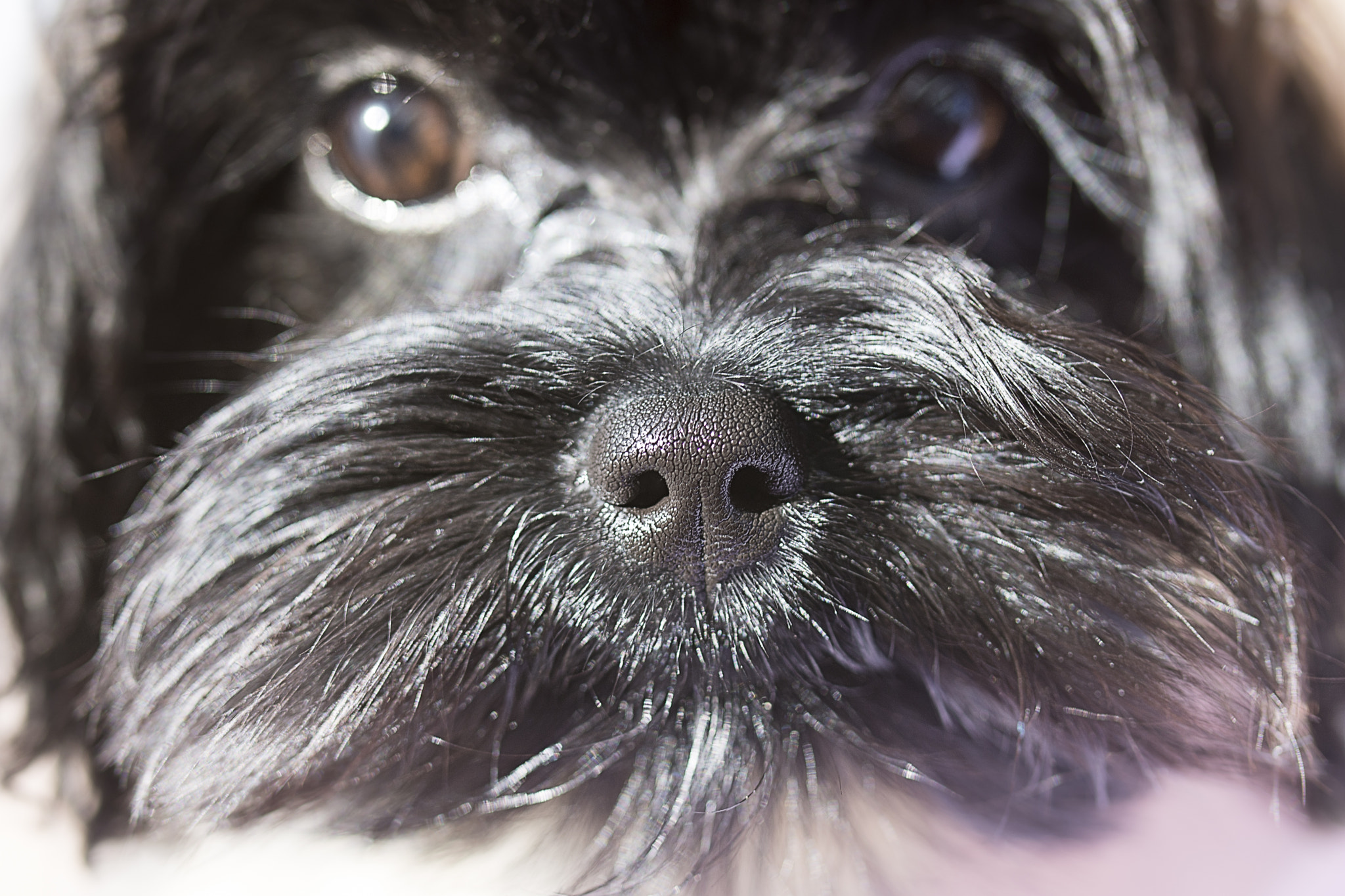 Nikon D7200 sample photo. The nose knows photography