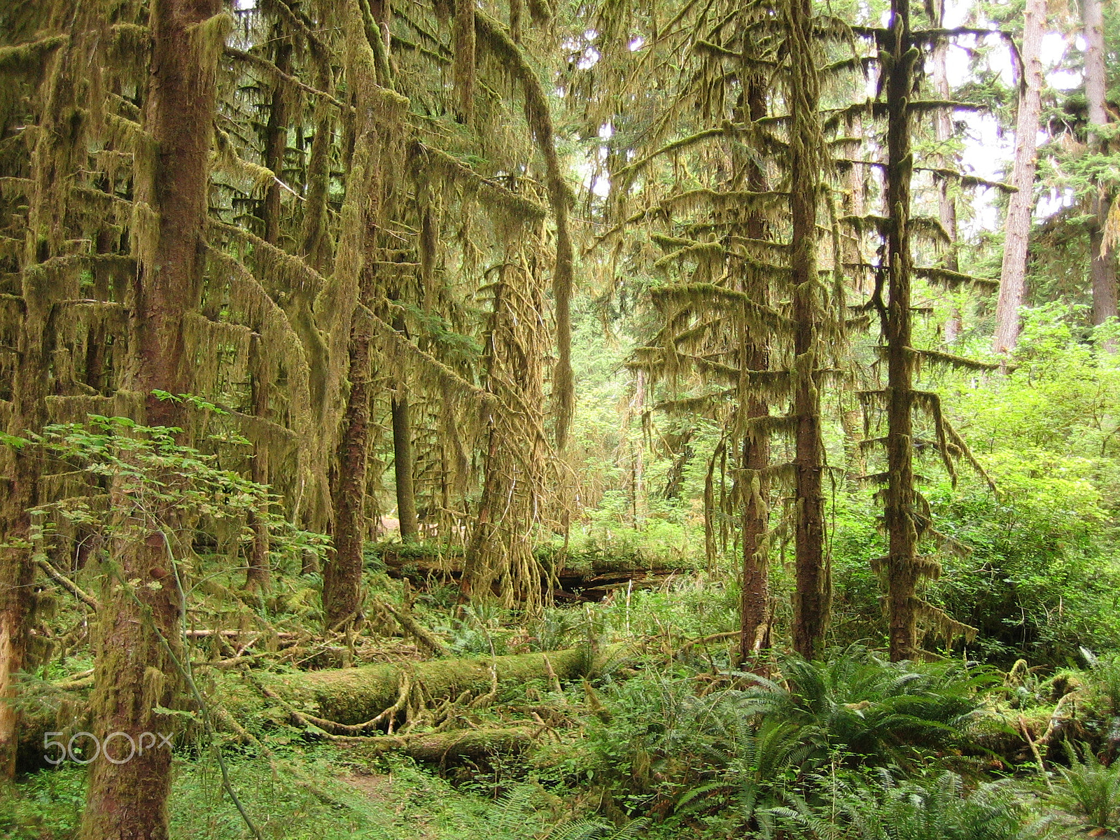 Canon POWERSHOT SD200 sample photo. Old growth forest - vancouver island photography
