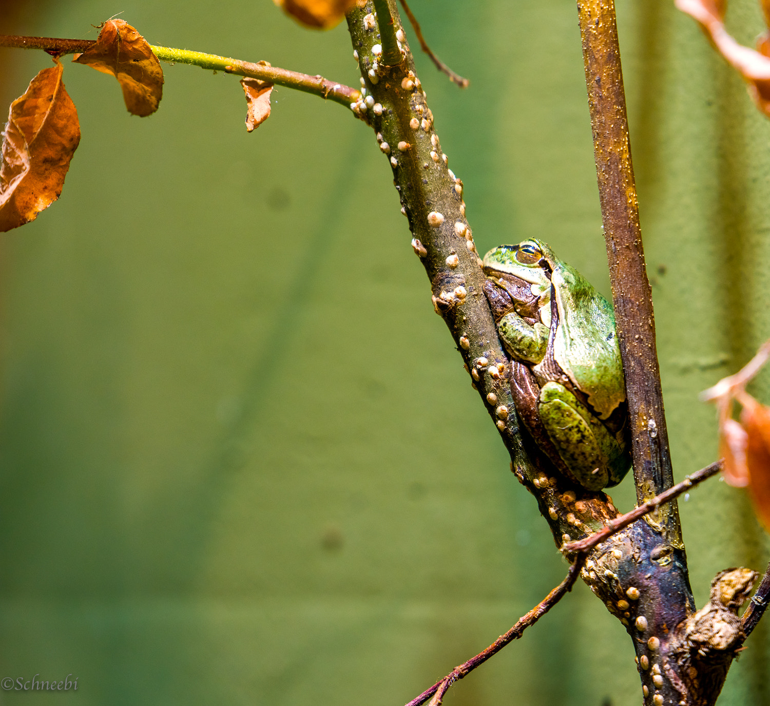 Nikon AF-S Nikkor 200-500mm F5.6E ED VR sample photo. Basel tierpark lange erlen photography