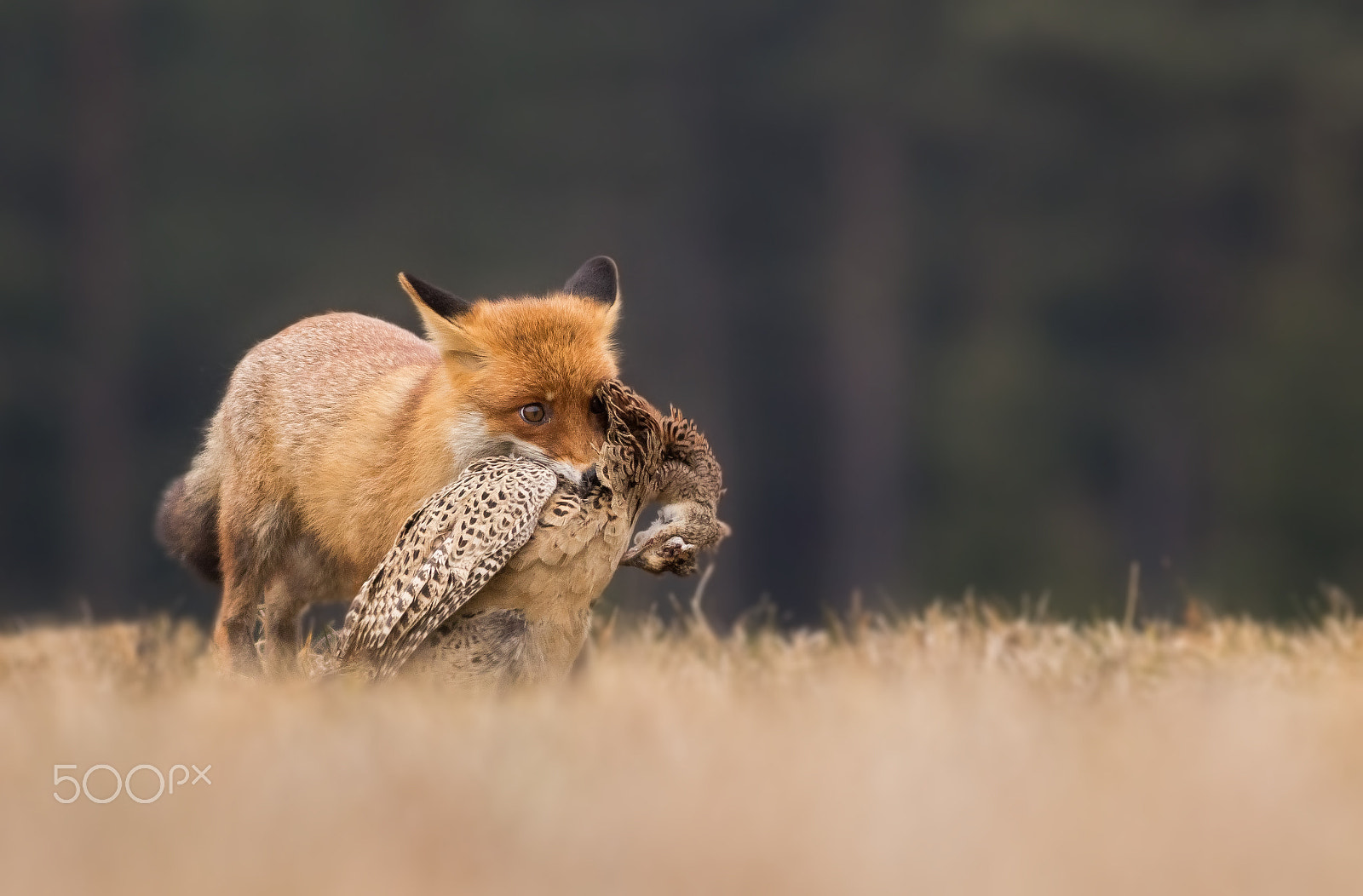 Canon EOS 80D + Canon EF 400mm F5.6L USM sample photo. Liška obecná photography