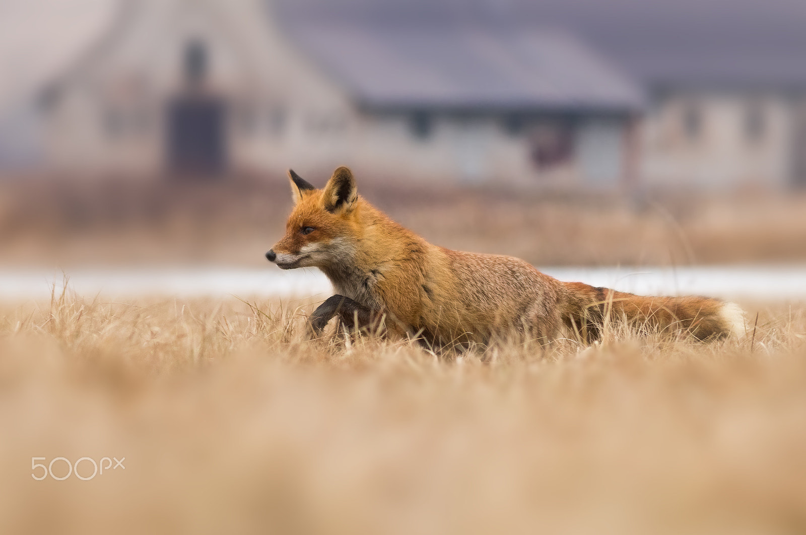 Canon EOS 80D + Canon EF 200mm F2.8L II USM sample photo. Liška obecná photography