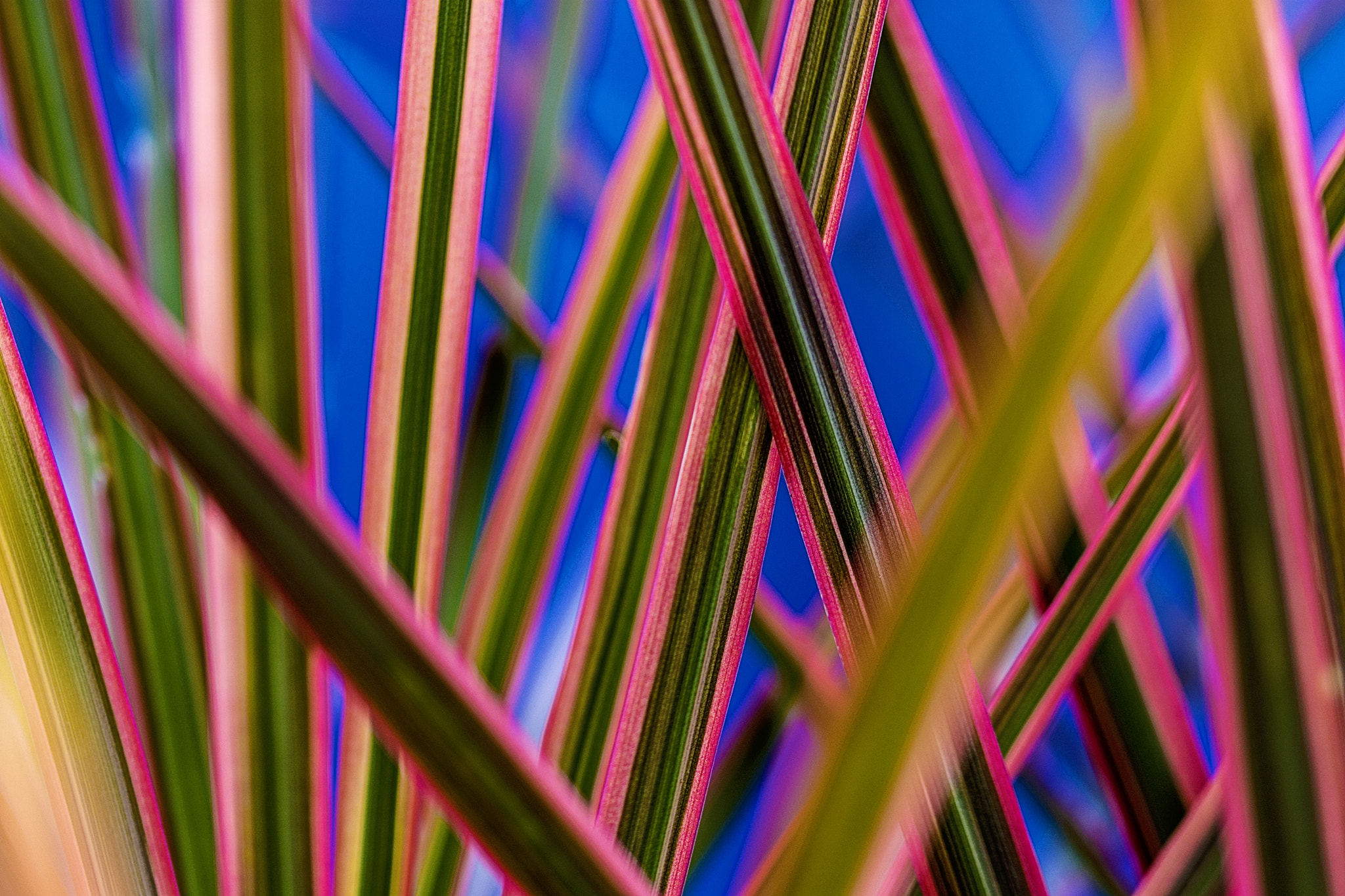 Nikon D7200 sample photo. Vivid in nature photography