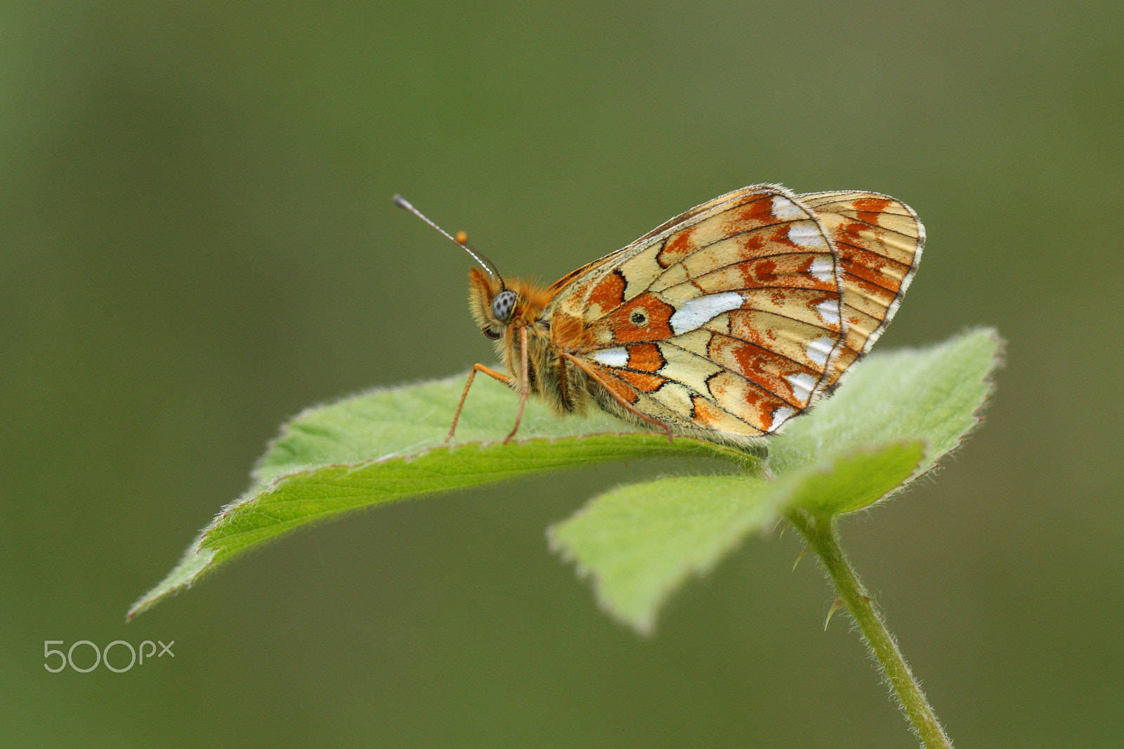 Canon EF 100mm F2.8L Macro IS USM sample photo. Pearl-bordered fritillary photography