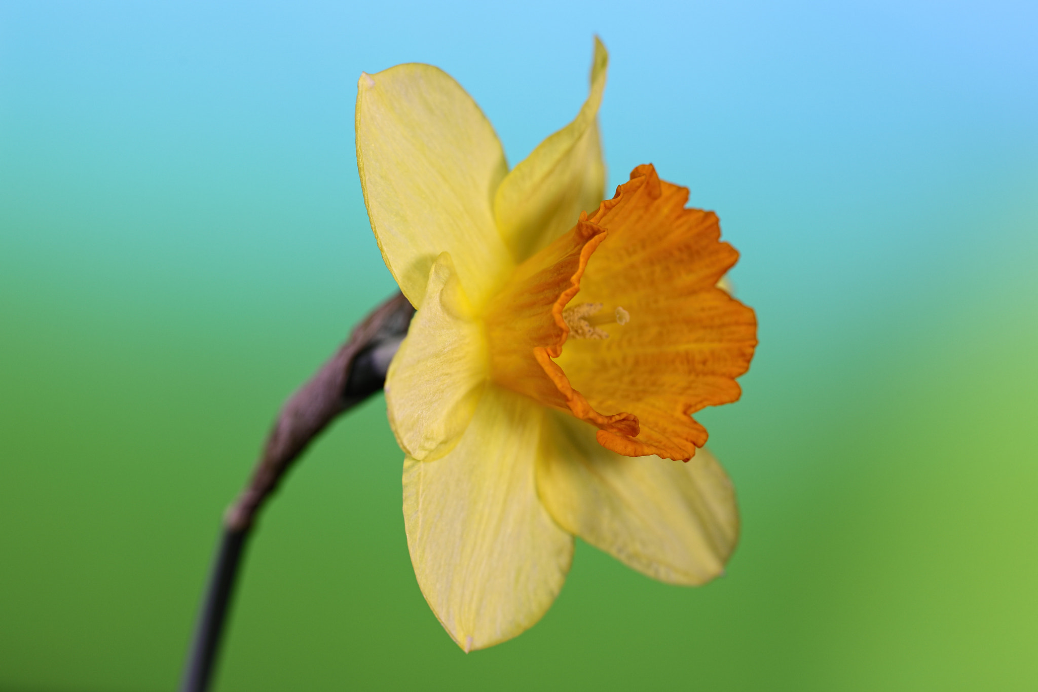 Canon EF 100mm F2.8 Macro USM sample photo. Herald of spring photography