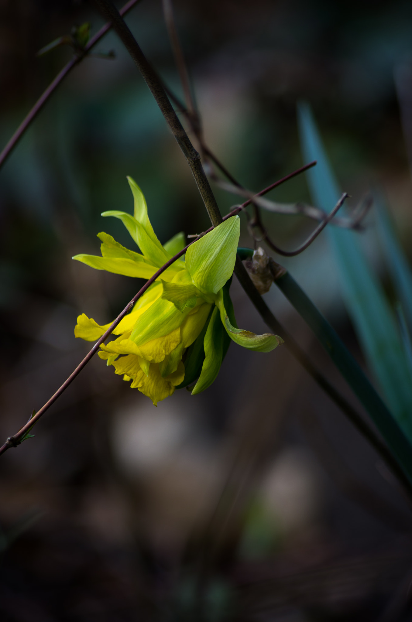 Pentax K-5 sample photo. Daffodil after the cold photography