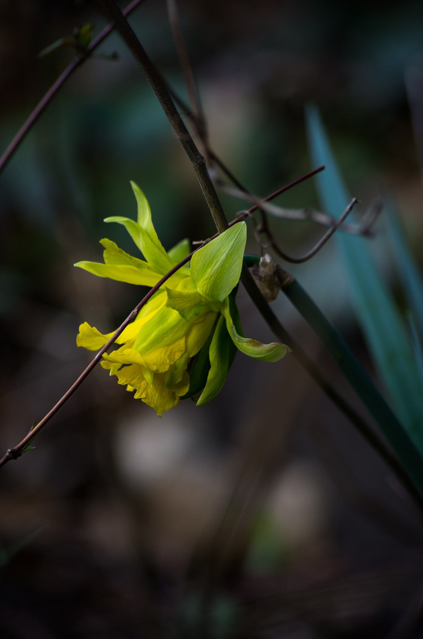 Pentax smc DA 55-300mm F4.0-5.8 ED sample photo. Daffodil after the cold photography