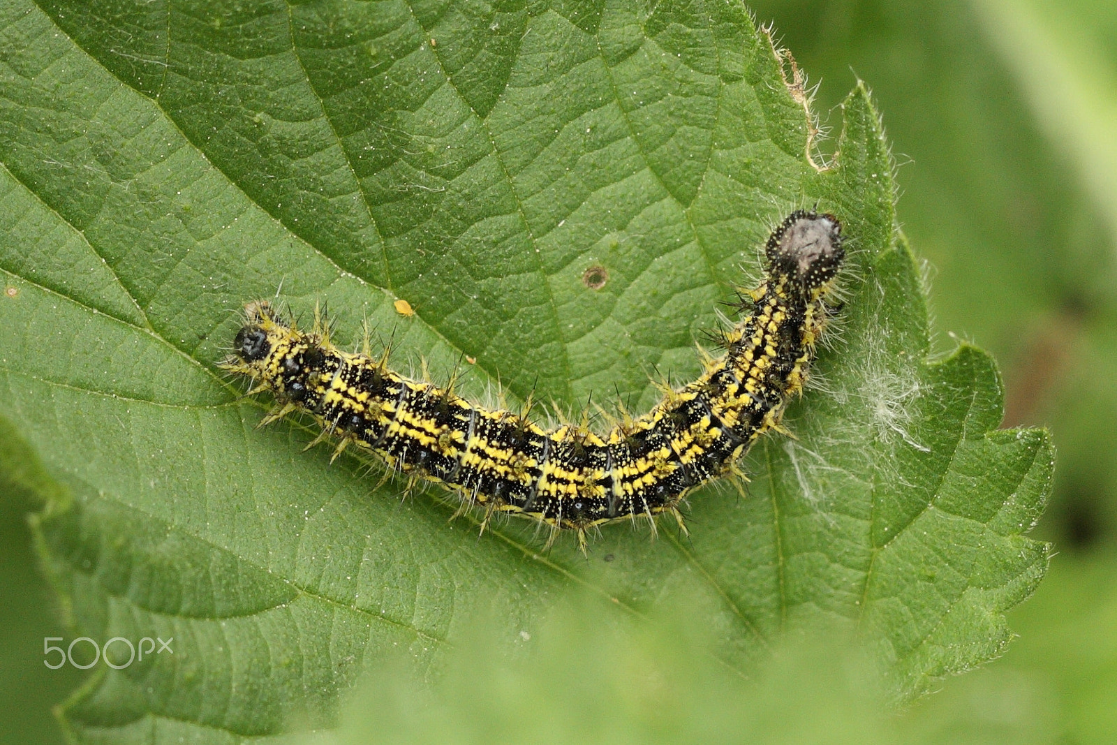 Canon EF 100mm F2.8L Macro IS USM sample photo. Small tortoiseshell caterpillar photography