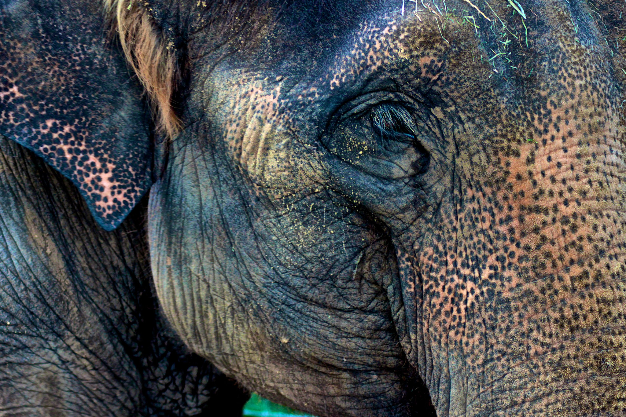 Canon EOS 500D (EOS Rebel T1i / EOS Kiss X3) sample photo. Asian elephant photography