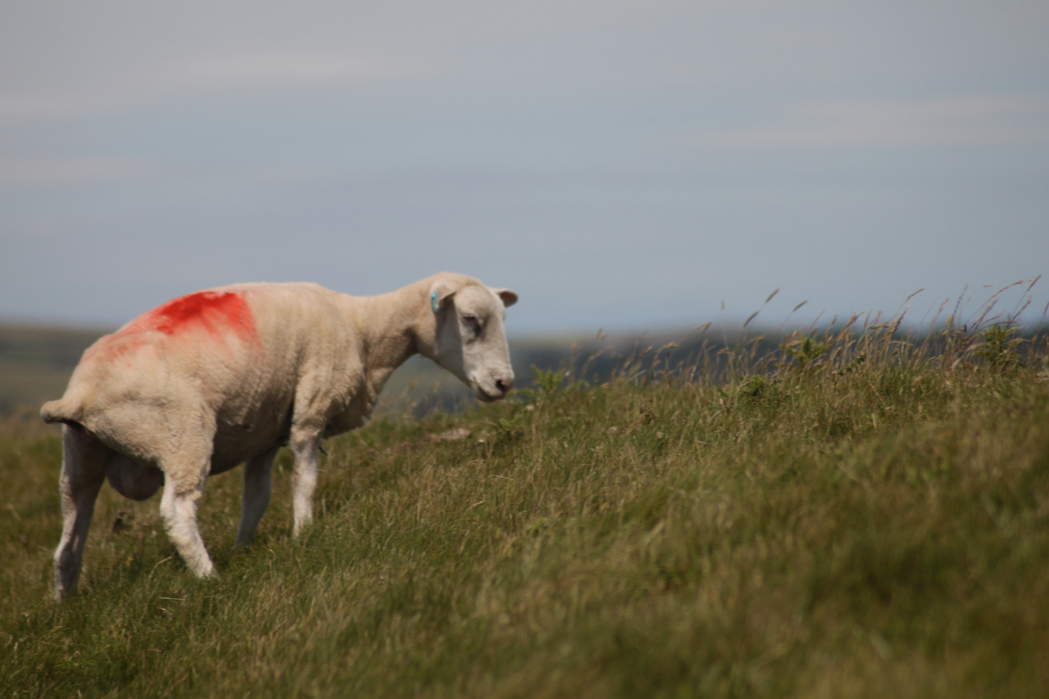 Canon EOS 500D (EOS Rebel T1i / EOS Kiss X3) sample photo. Sheep photography
