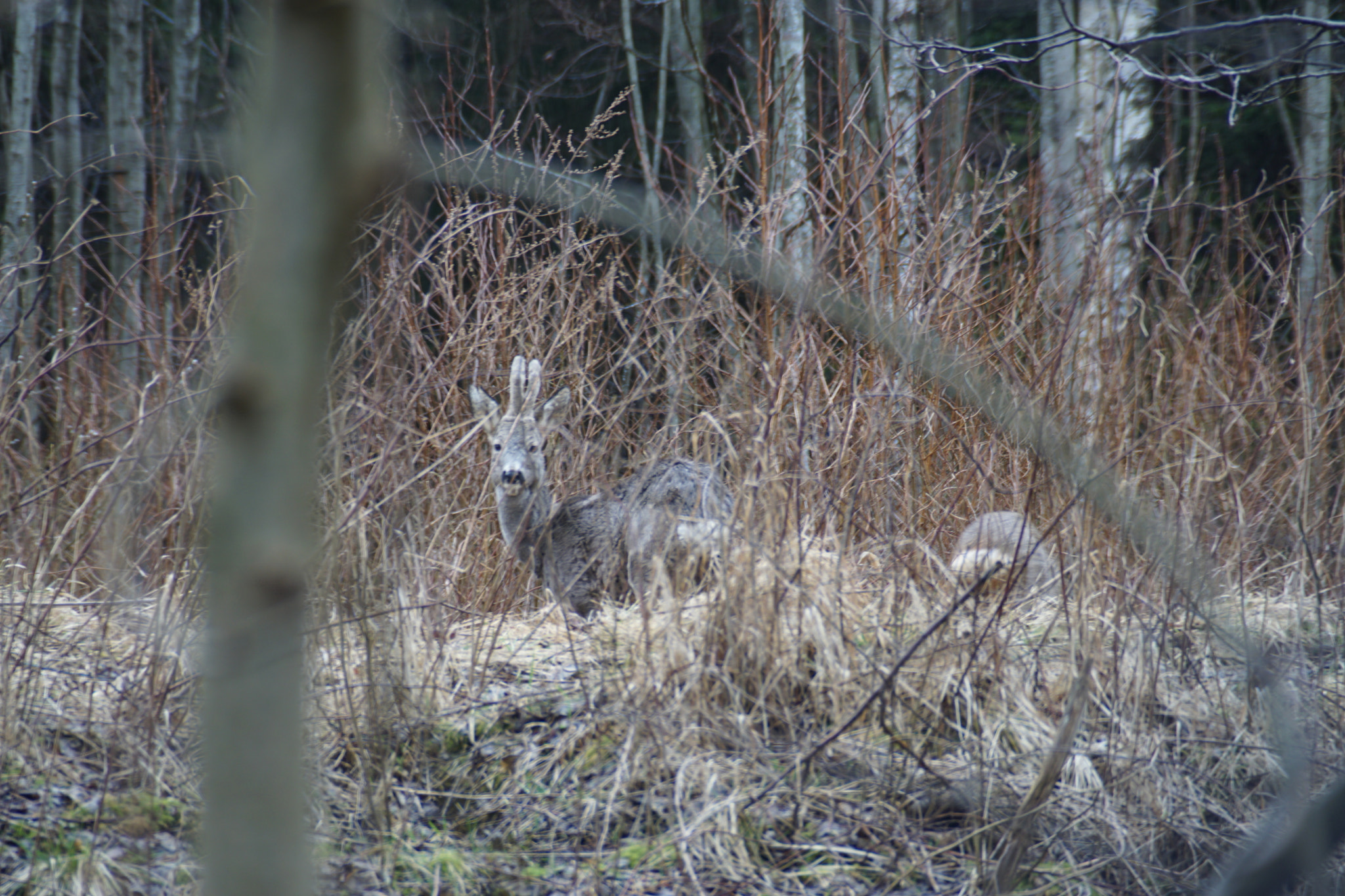 Sony ILCA-77M2 sample photo. Male deer photography