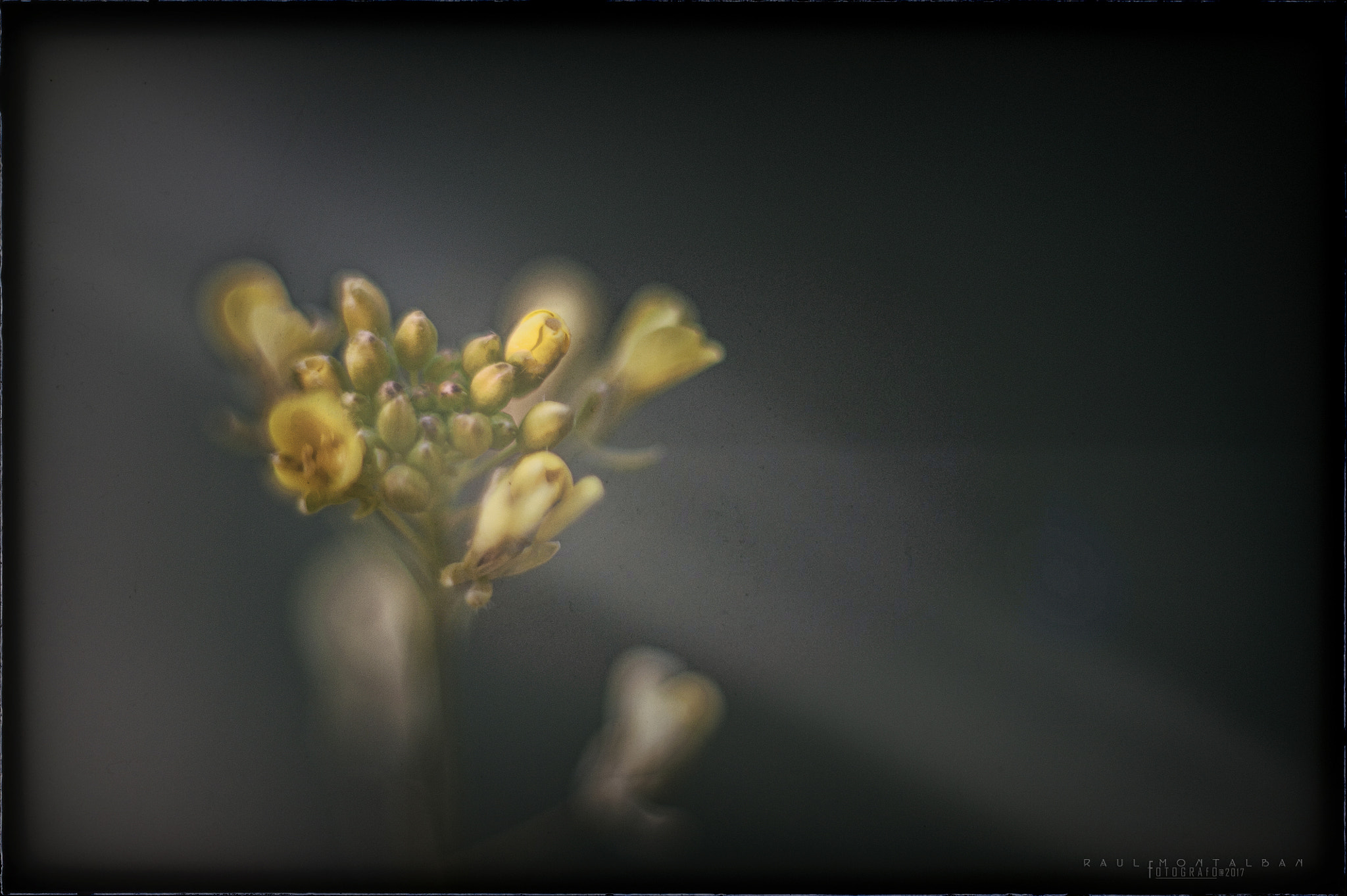 Nikon D700 + Nikon AF Nikkor 85mm F1.8D sample photo. ...country... photography