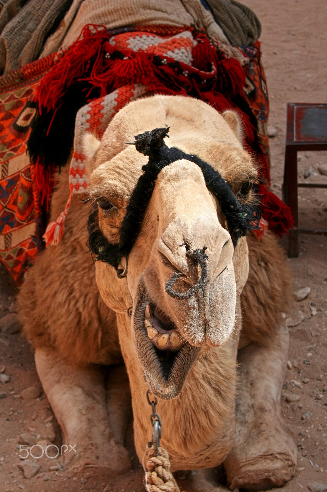 Canon EF-S 18-55mm F3.5-5.6 sample photo. Camel at petra photography