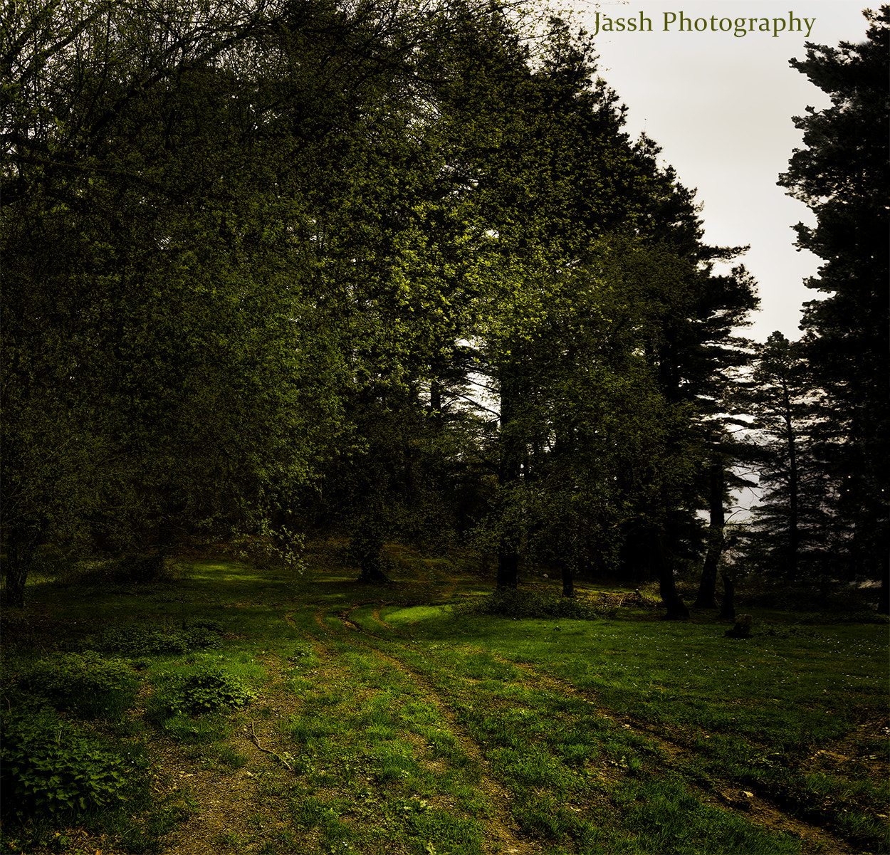 Sigma 17-50mm F2.8 EX DC OS HSM sample photo. Welcome to the forest photography