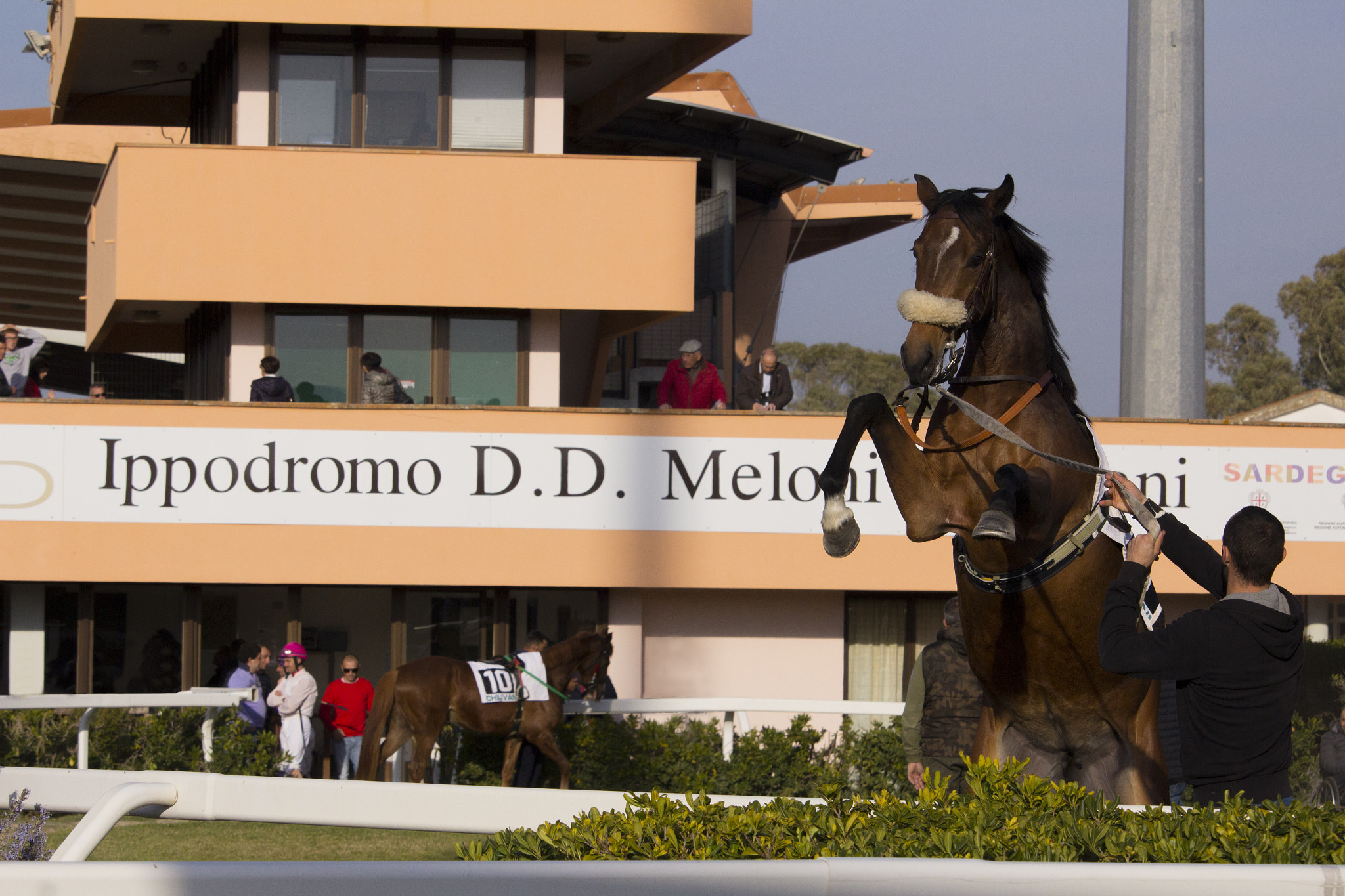 Canon EF-S 55-250mm F4-5.6 IS STM sample photo. Il cavallo rampante photography