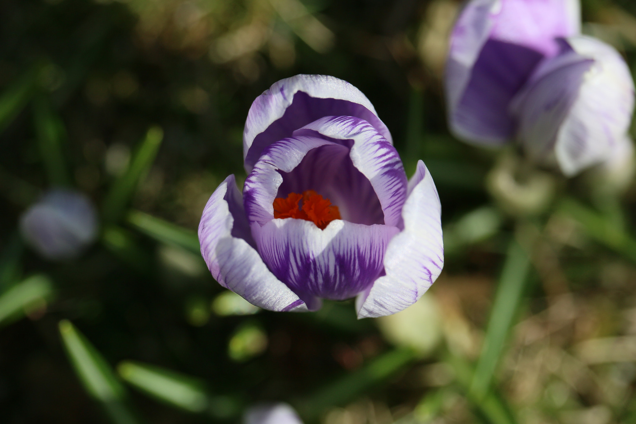 Canon EF-S 55-250mm F4-5.6 IS STM sample photo. Gentle beauty  photography