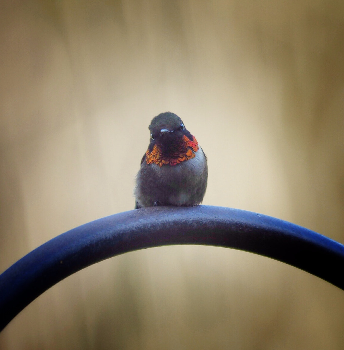 Olympus OM-D E-M5 II sample photo. Male ruby throated hummingbird watching the feeder photography