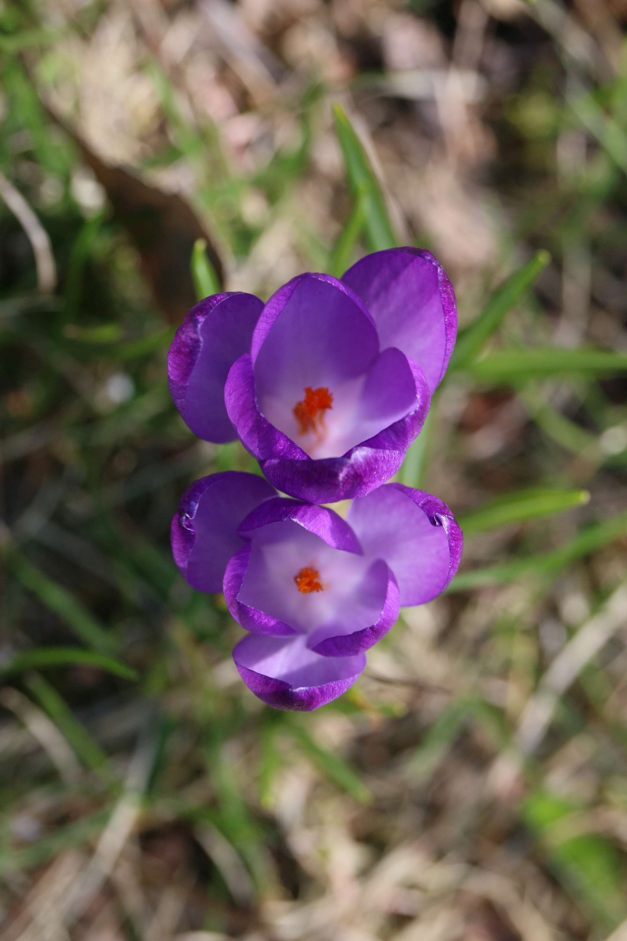 Canon EF-S 55-250mm F4-5.6 IS STM sample photo. Two beauties photography