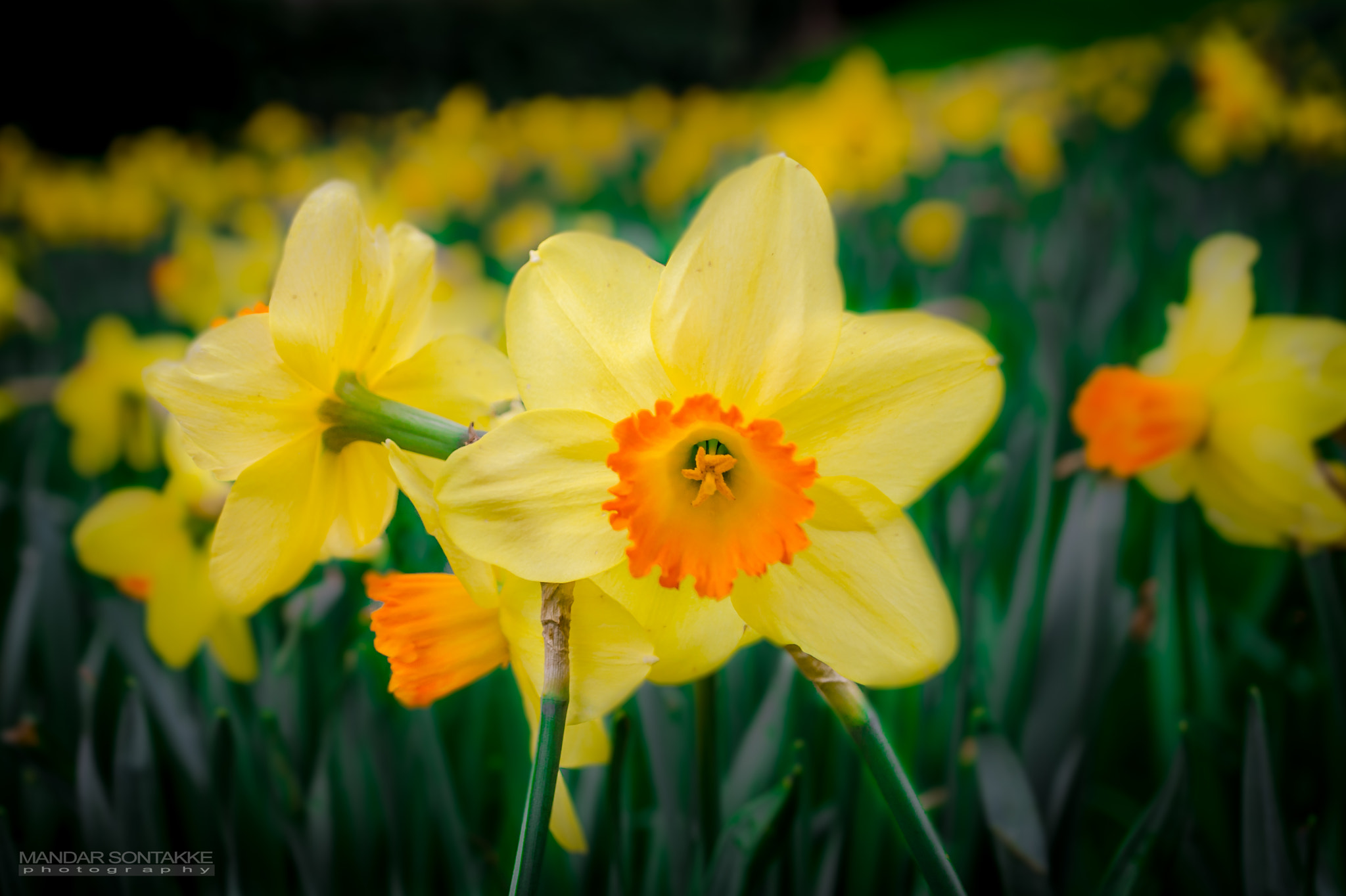 Sigma 18-50mm F2.8-4.5 DC OS HSM sample photo. Daffodils photography