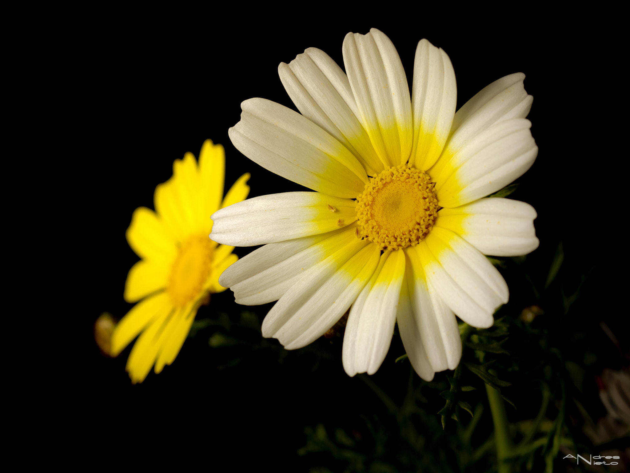 Canon EF 100mm F2.8 Macro USM sample photo. Margaritas silvestres photography