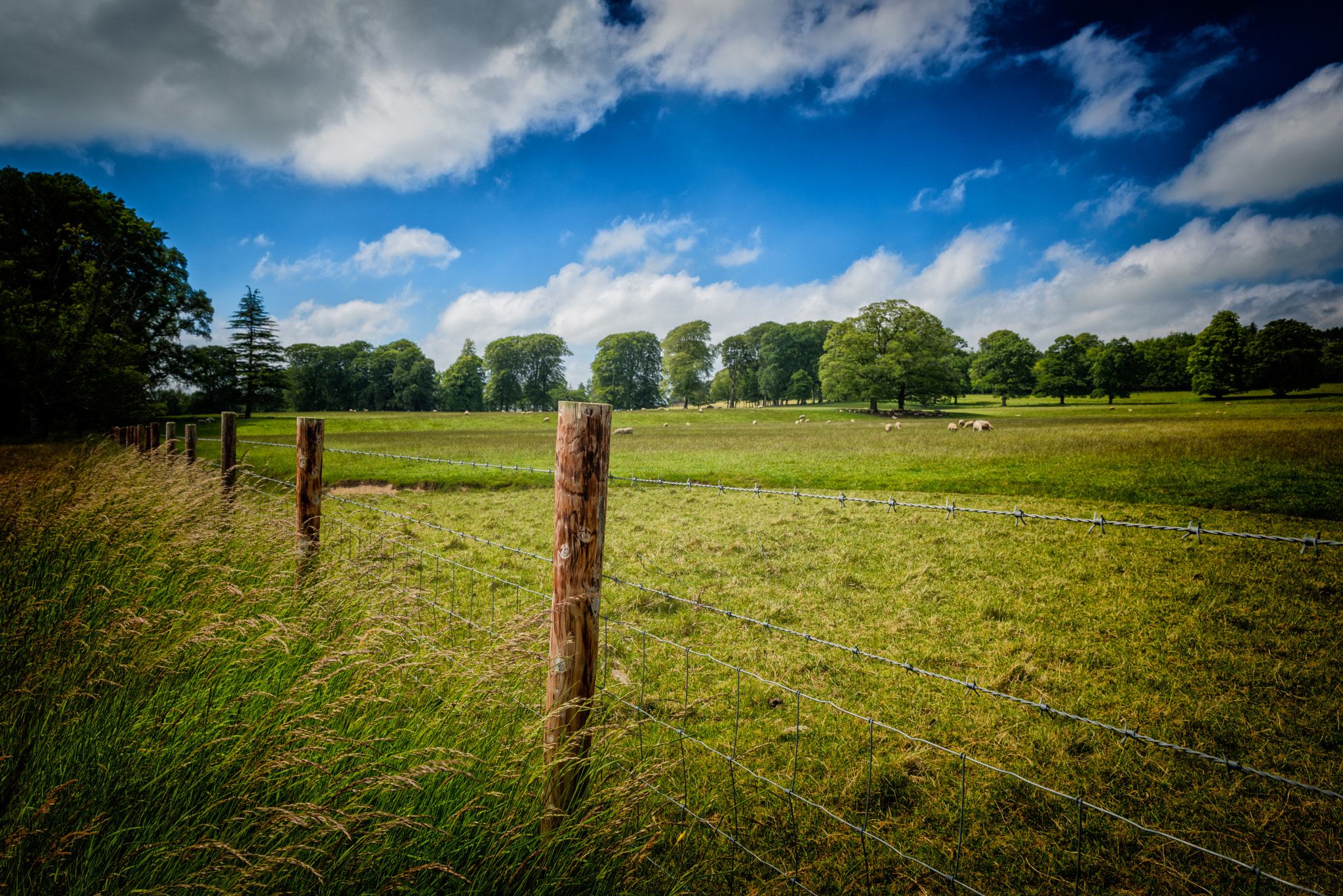 Tamron SP 24-70mm F2.8 Di VC USD sample photo. Grasslands photography
