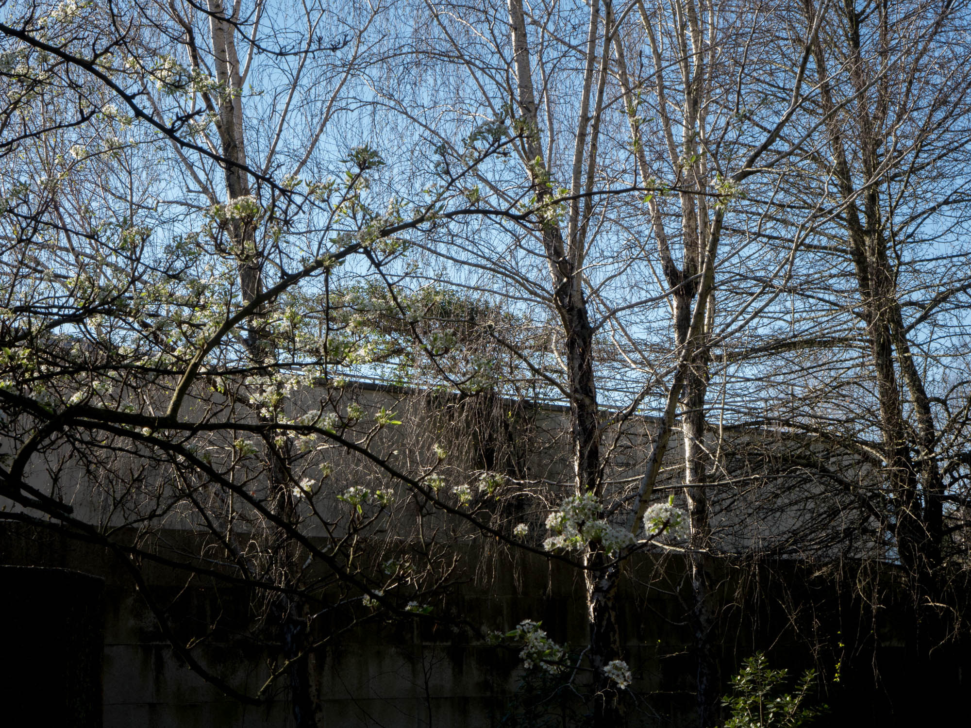 Sony Cyber-shot DSC-RX10 + 24-200mm F2.8 sample photo. Winter trees (21) photography