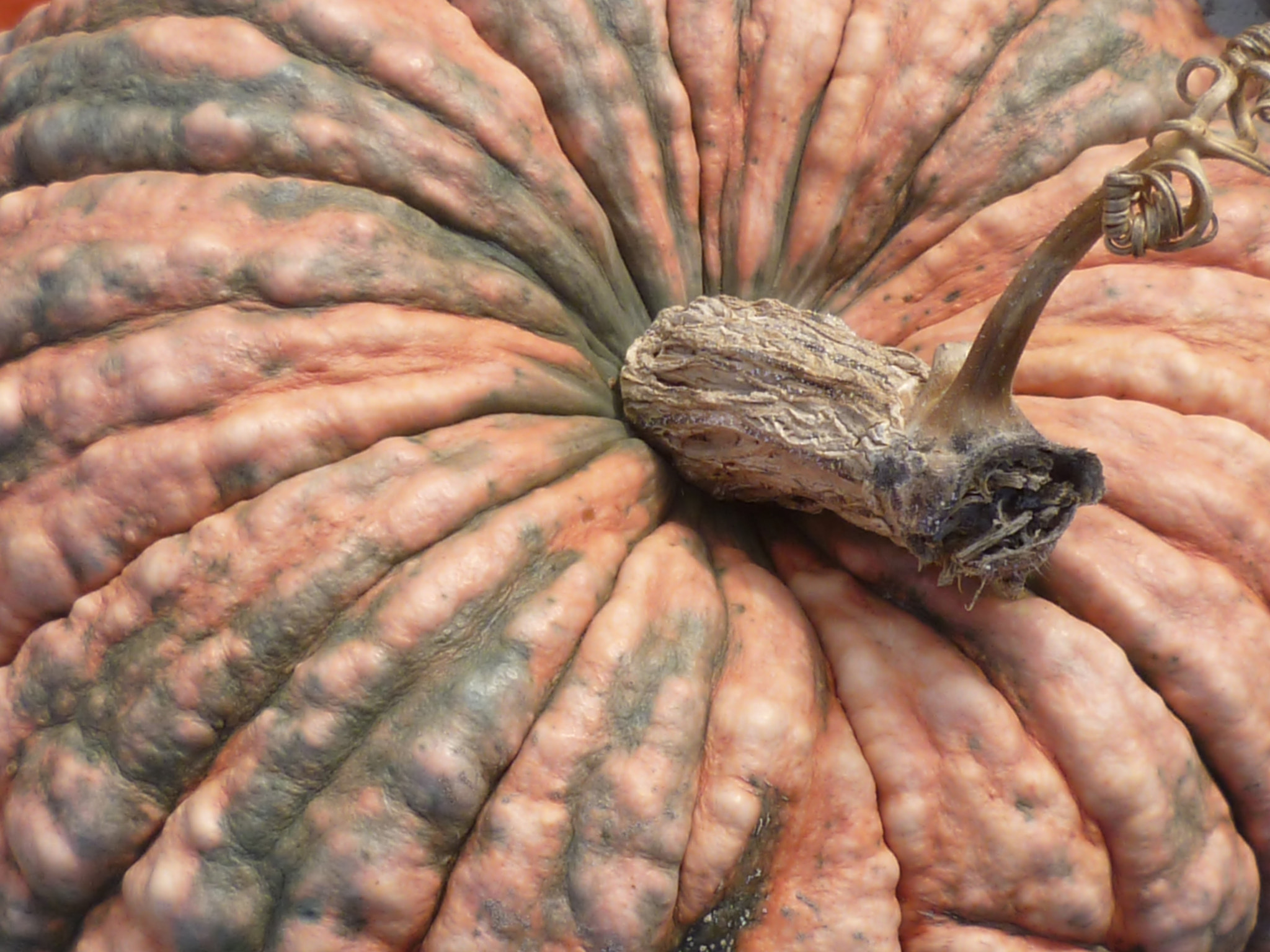 Panasonic DMC-FS10 sample photo. Pumpkin close-up photography