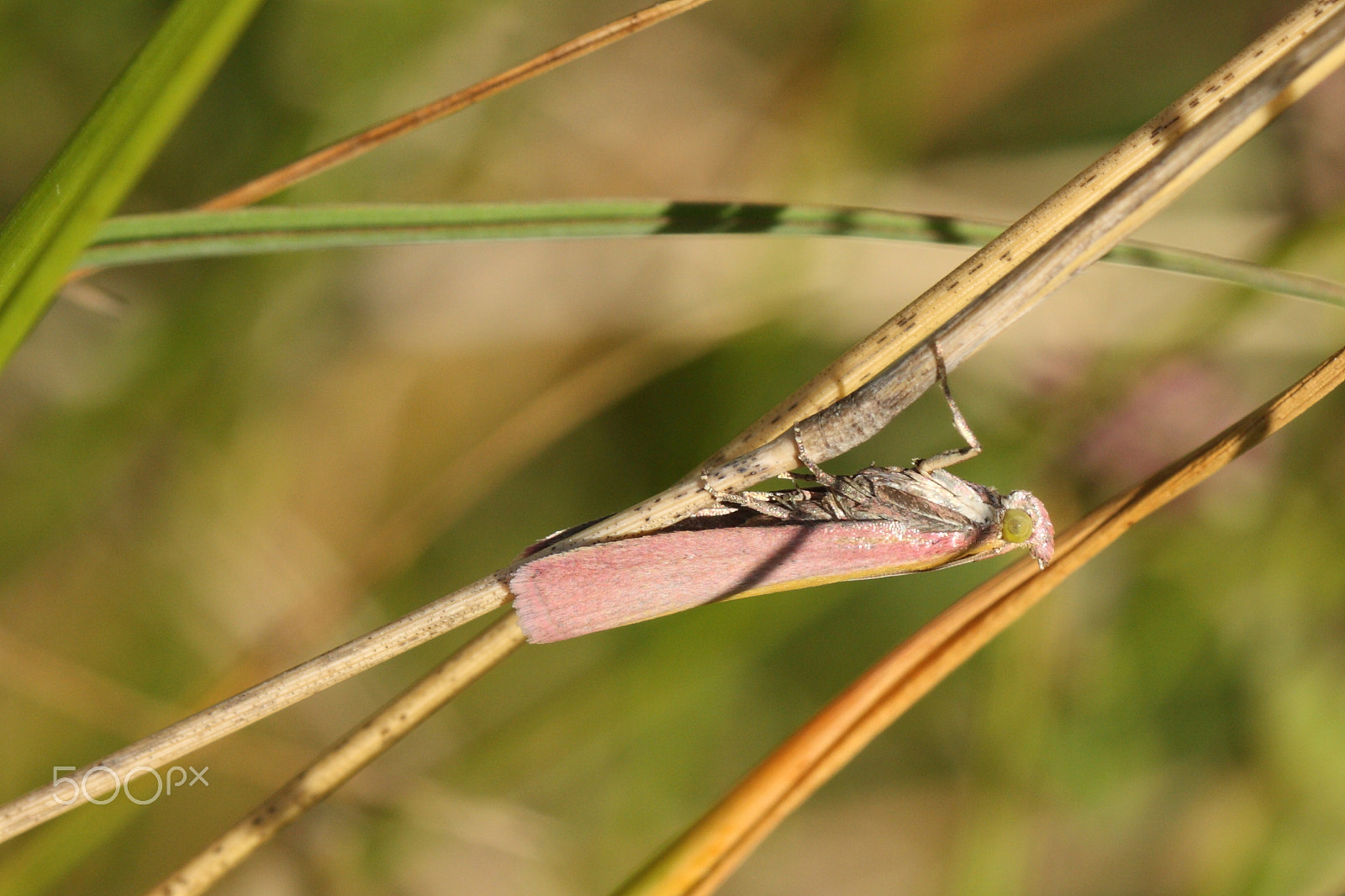 Canon EF 100mm F2.8L Macro IS USM sample photo. Oncocera semirubella photography