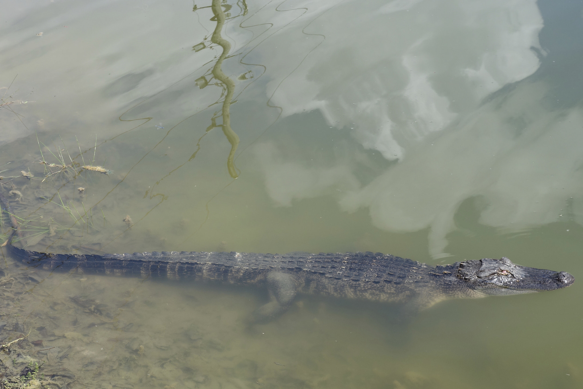 Sony Cyber-shot DSC-RX100 + Sony 28-100mm F1.8-4.9 sample photo. Suburban alligator in its youth photography