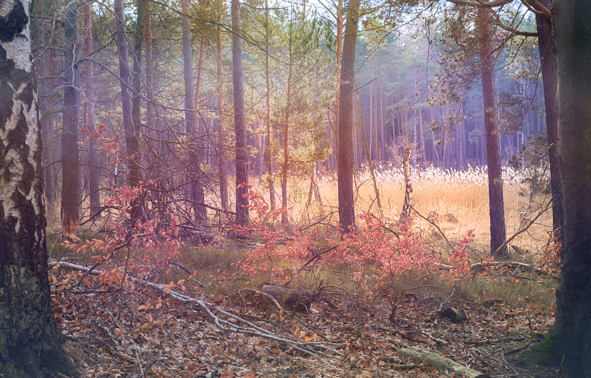Nikon D800 sample photo. Hazy colourful forest photography