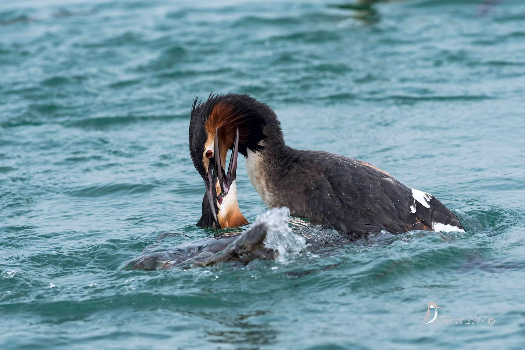 Nikon D500 + Nikon AF-S Nikkor 300mm F2.8G ED VR II sample photo. Svasso maggiore photography