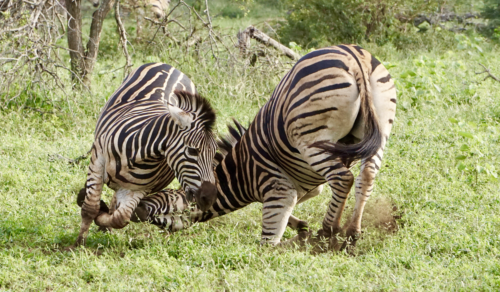 Sony FE 24-240mm F3.5-6.3 OSS sample photo. Zebras photography