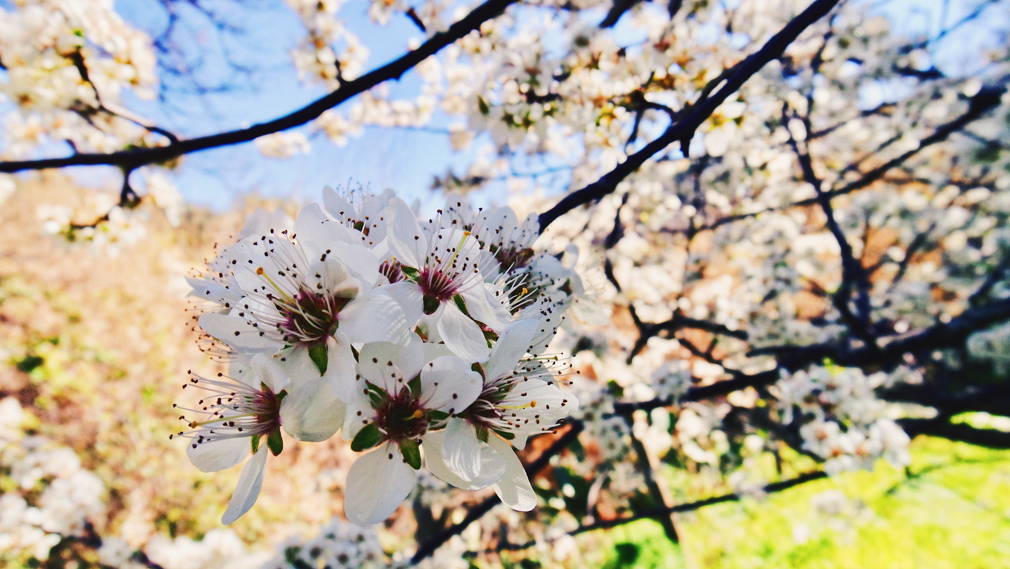 Samsung NX mini sample photo. Springtime photography
