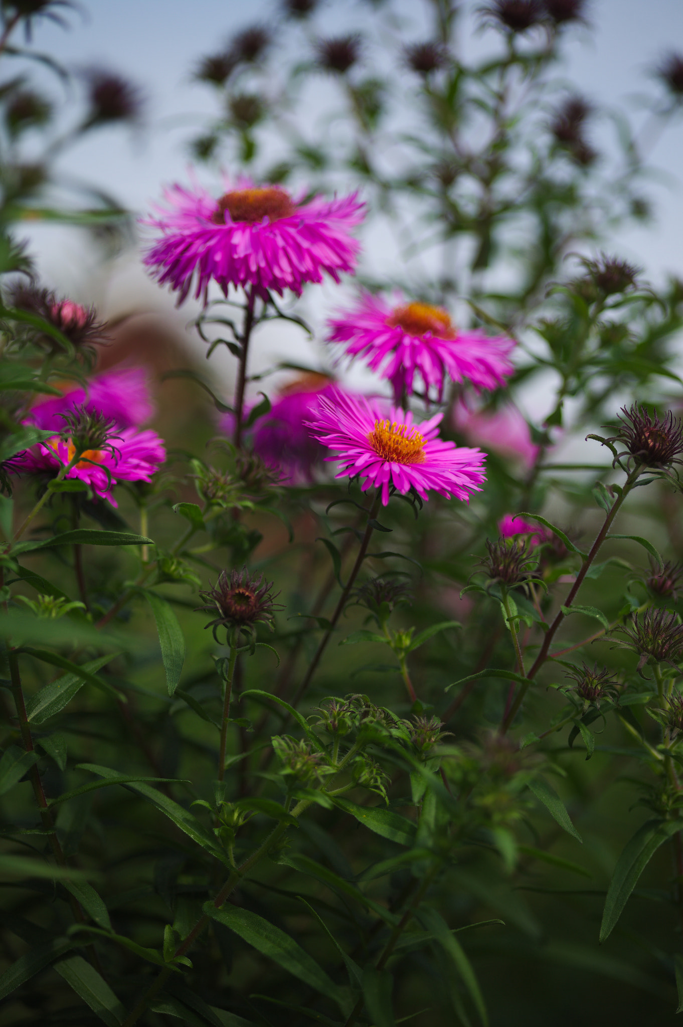 Canon EOS 5D + Sigma 105mm F2.8 EX DG Macro sample photo. Img_2967.jpg photography