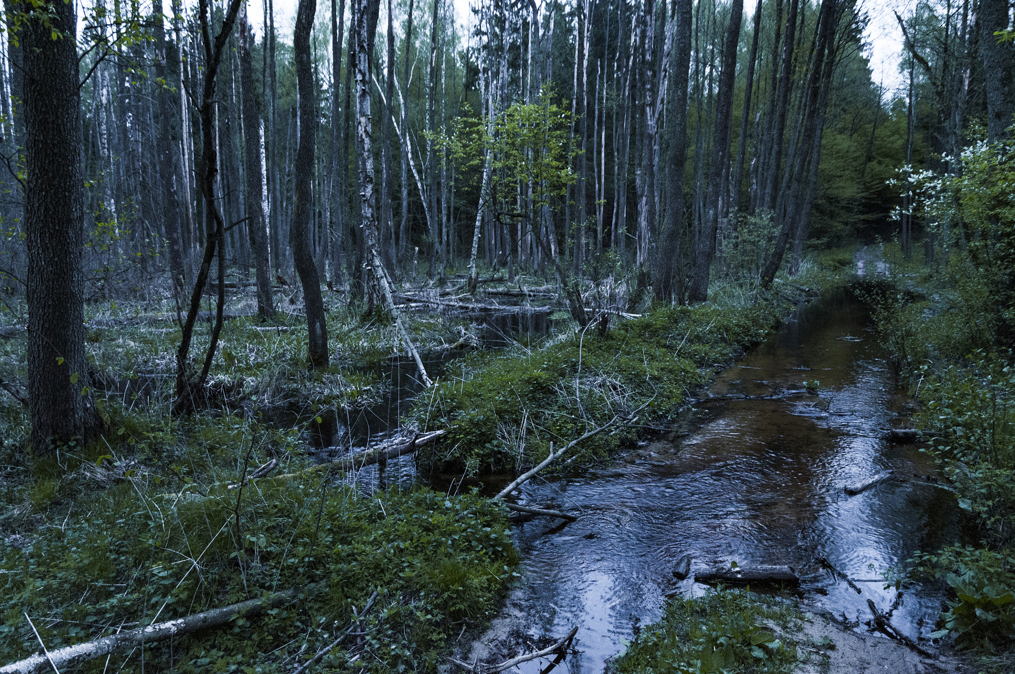 Nikon D300 sample photo. Las photography