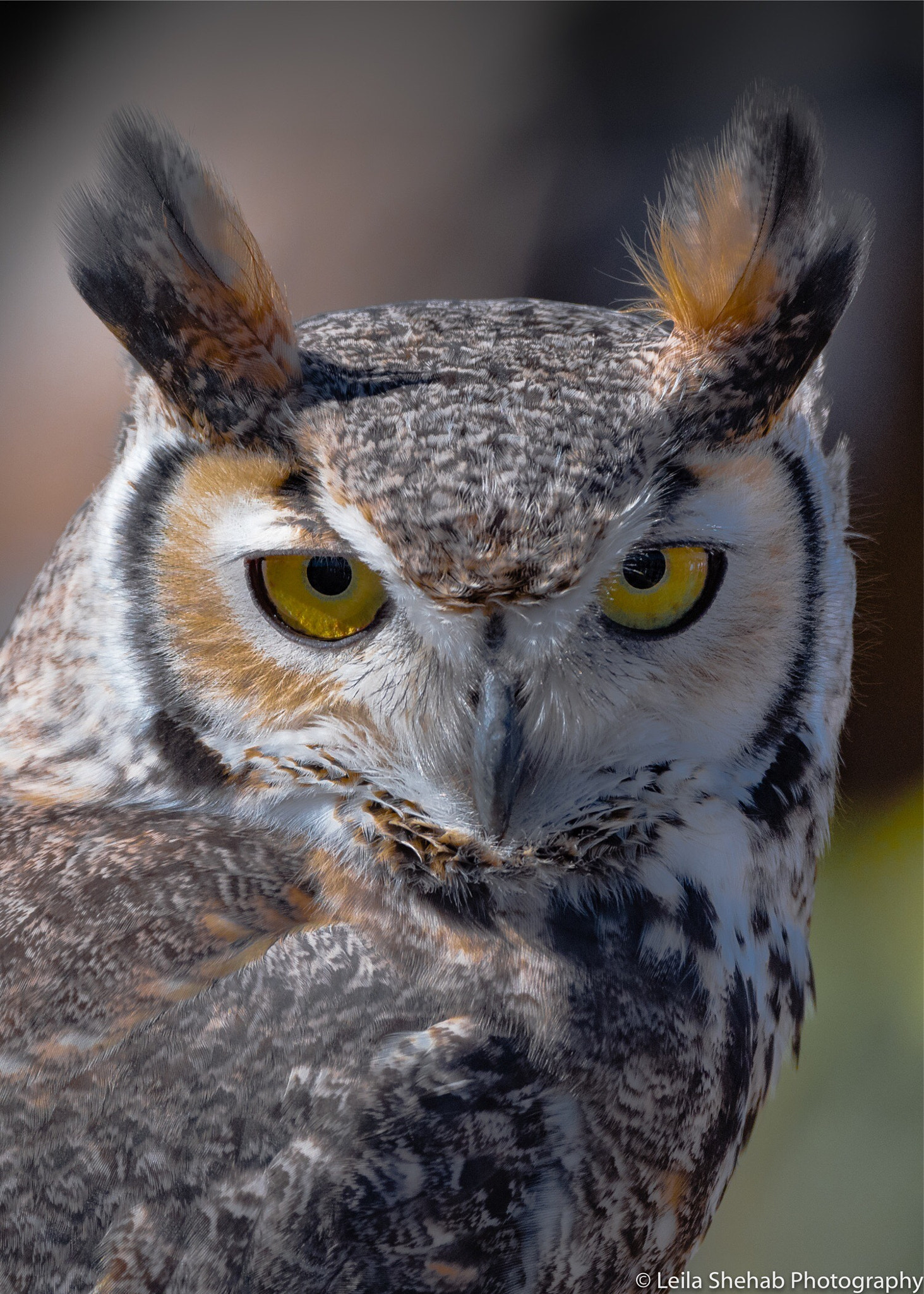 Nikon D500 sample photo. Great horned owl photography