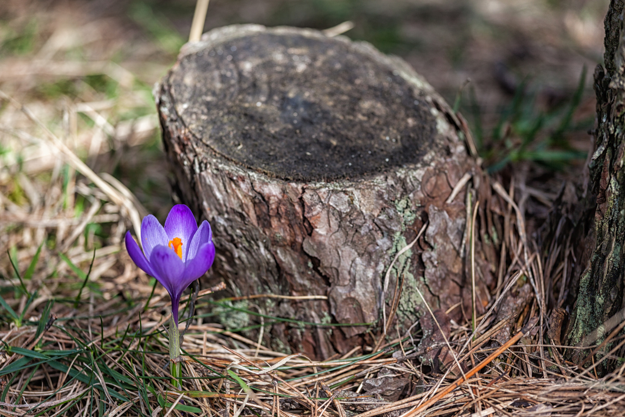 Canon EF 70-200mm F4L IS USM sample photo. Lonely crocus photography