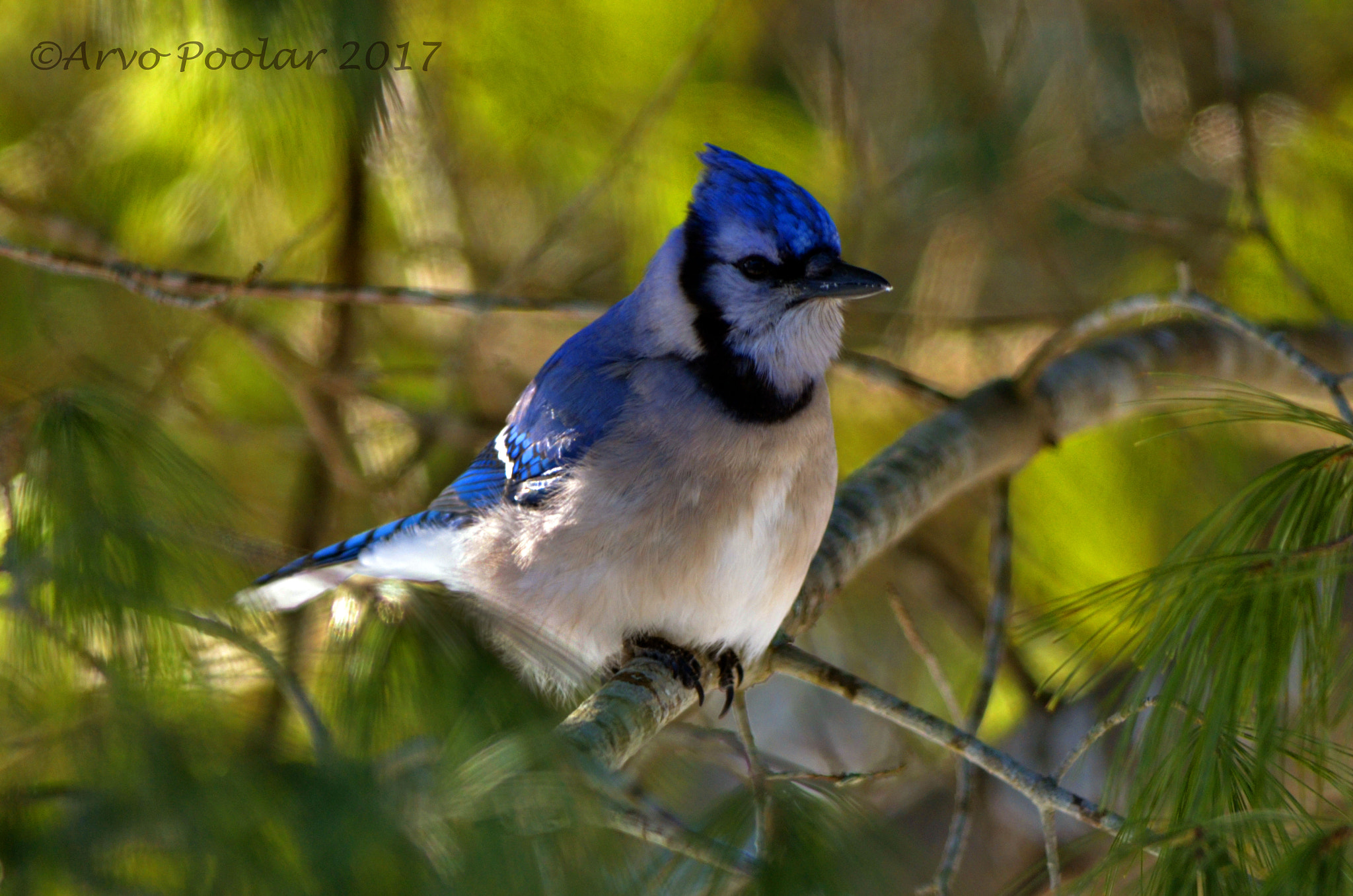 PC Micro-Nikkor 85mm f/2.8D sample photo. Blue jay photography