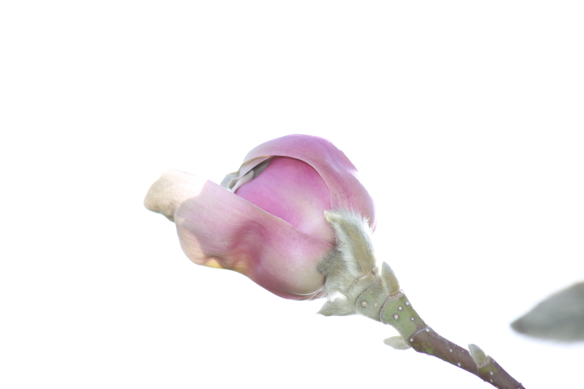 Canon EF 70-300mm F4-5.6 IS USM sample photo. Magnolia be coming photography