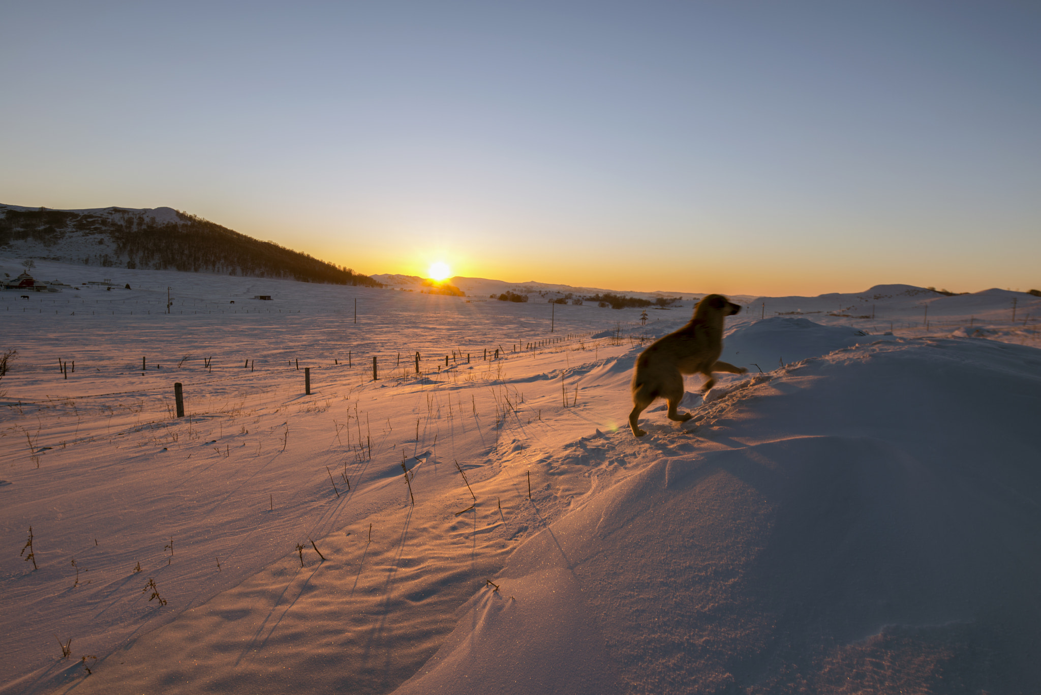 Nikon AF-S Nikkor 14-24mm F2.8G ED sample photo. Dog photography
