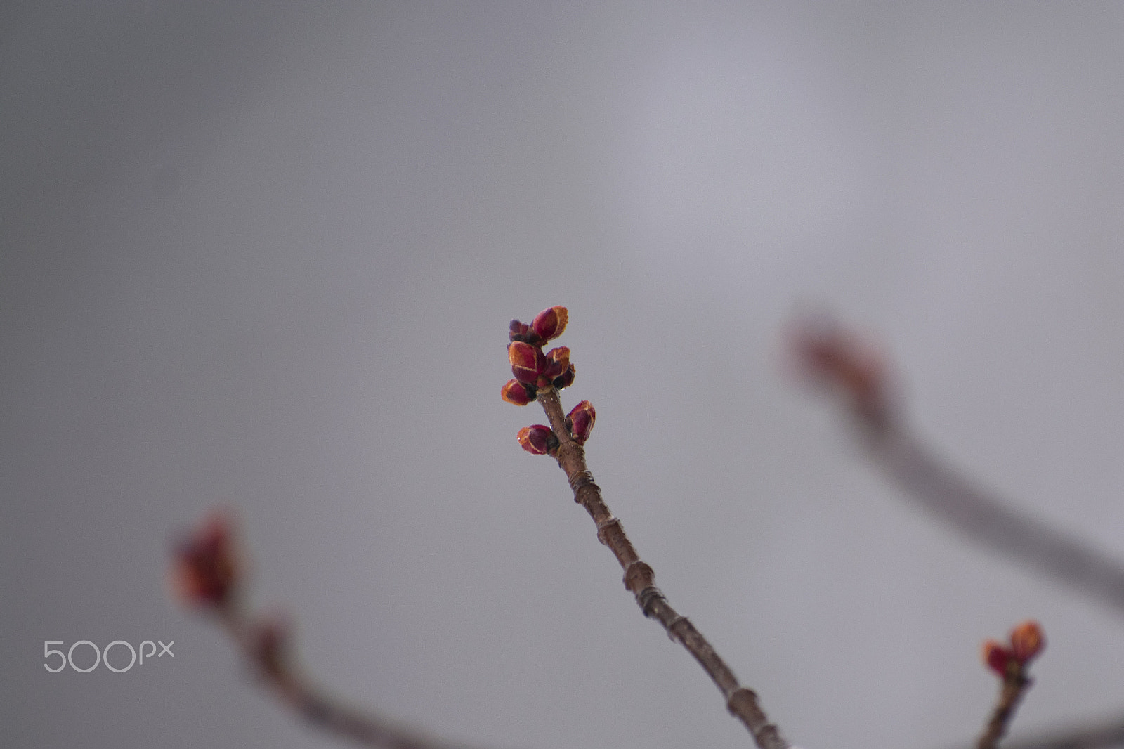 Nikon AF-S Nikkor 70-200mm F2.8G ED VR II sample photo. Spring tree in fog photography