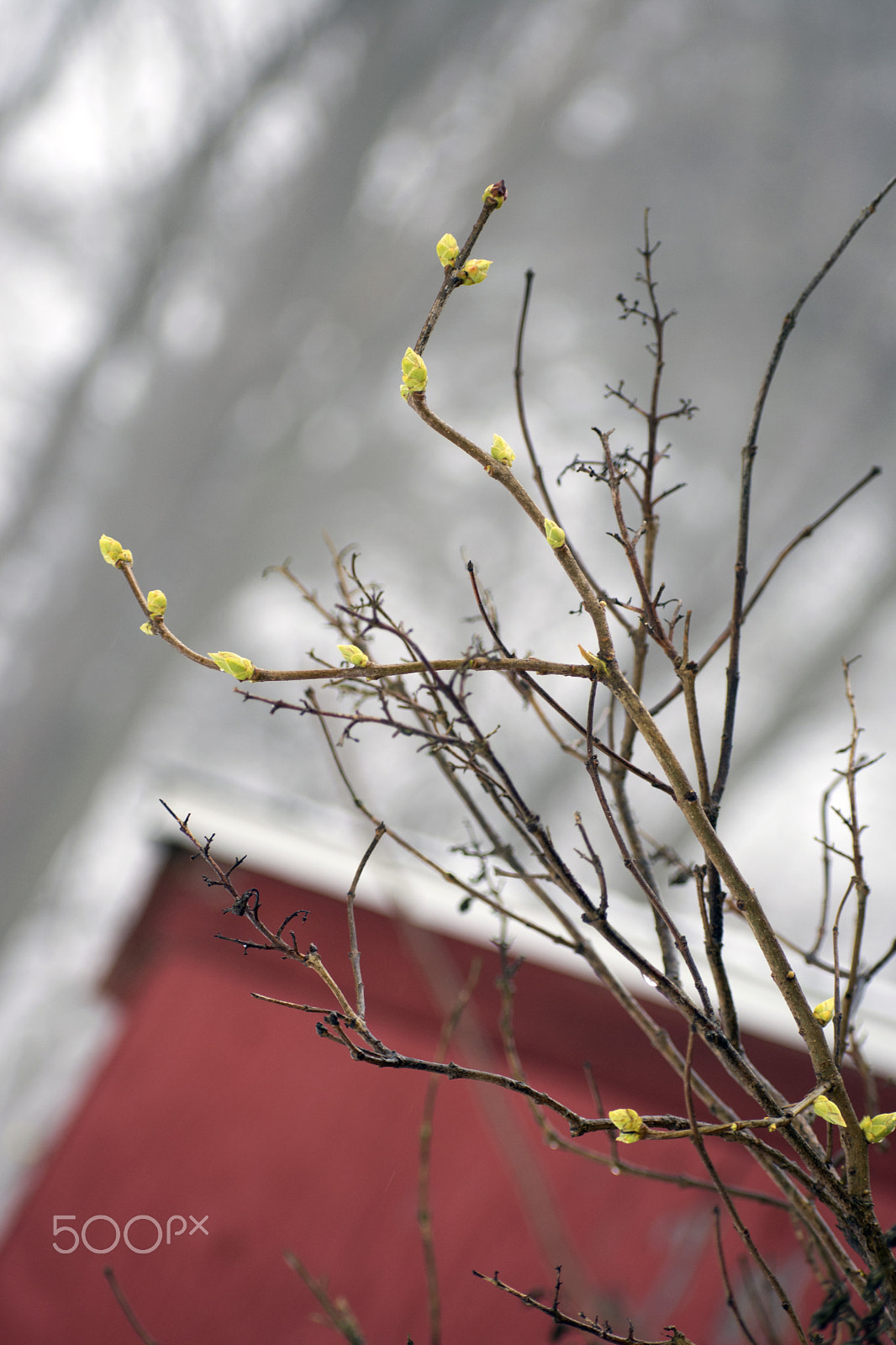 Nikon AF-S Nikkor 70-200mm F2.8G ED VR II sample photo. Spring farm photography