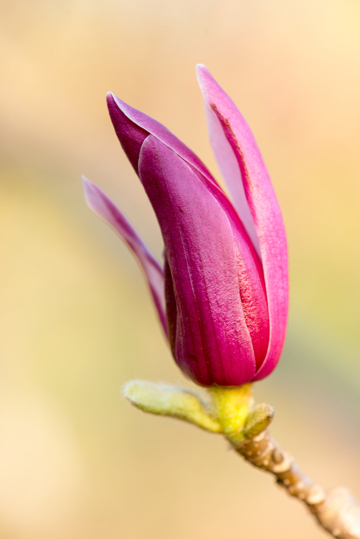 Nikon AF-S Micro-Nikkor 105mm F2.8G IF-ED VR sample photo