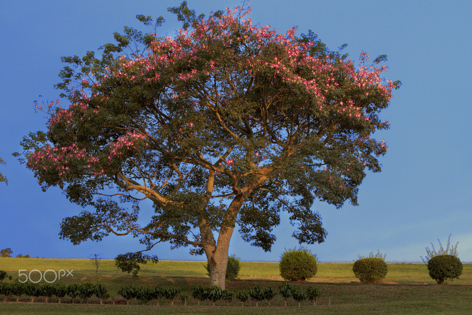 Canon EF 24-70mm F2.8L II USM sample photo. Tree photography