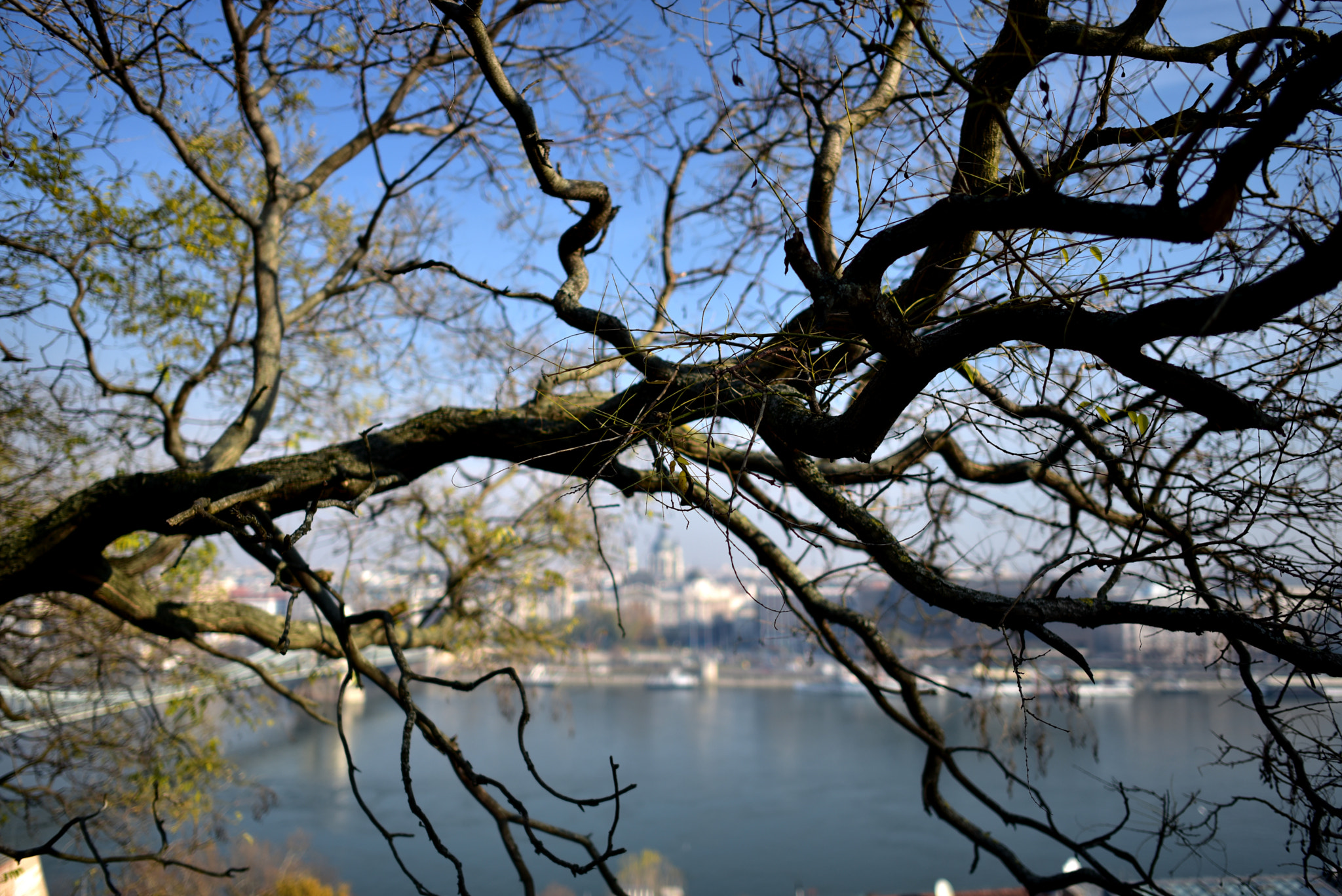 Nikon D750 + Nikon AF-S Nikkor 28mm F1.8G sample photo. City from the gaps of the branches photography